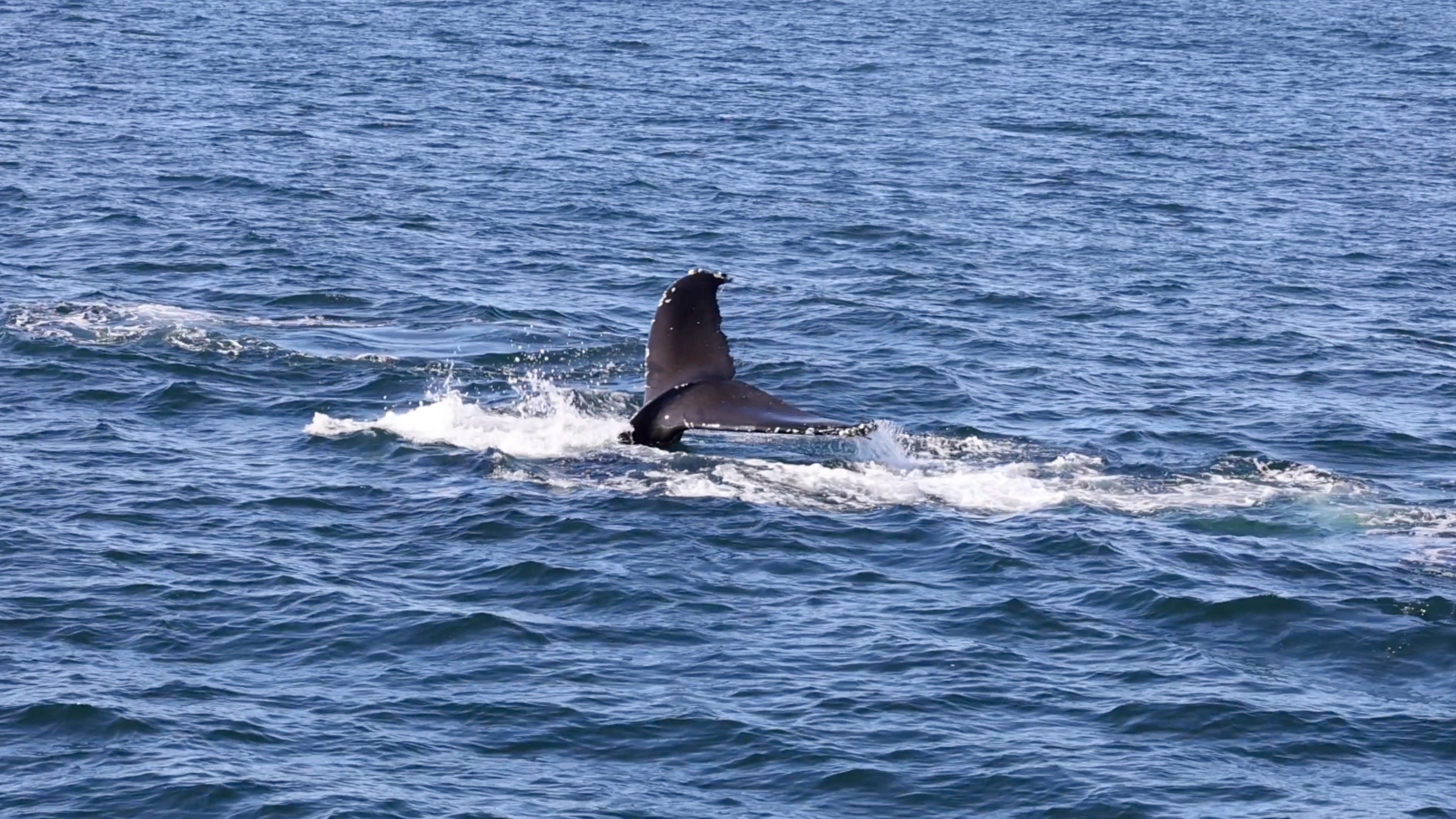 a whale jumping out of the water