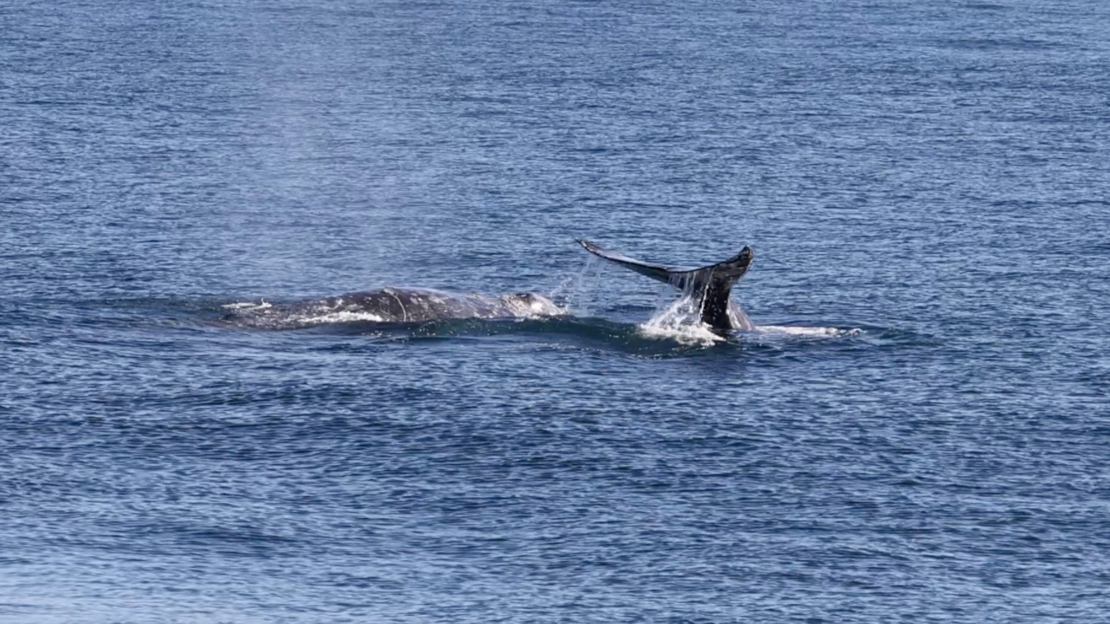 a whale jumping out of the water