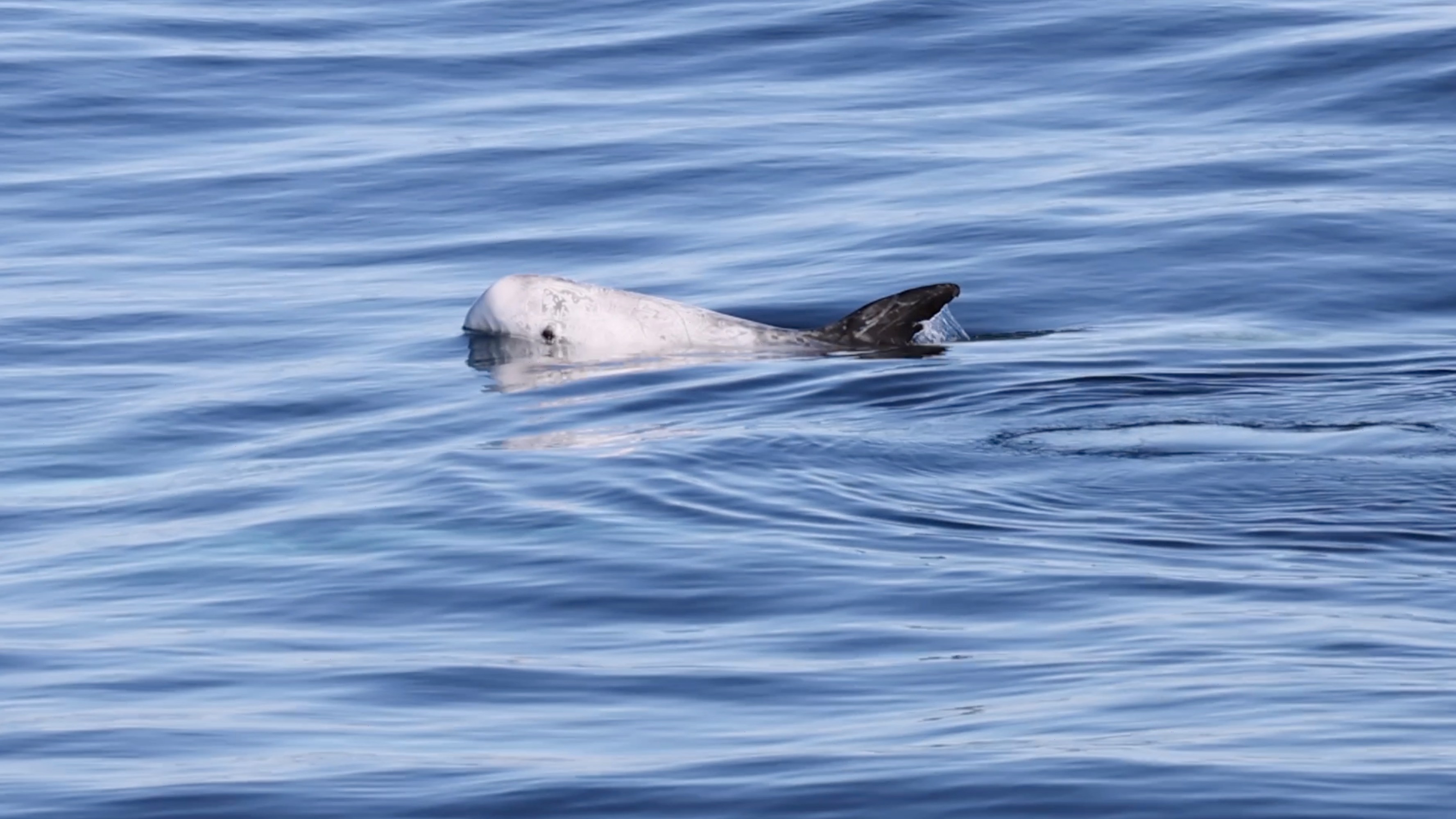 a bird swimming in water