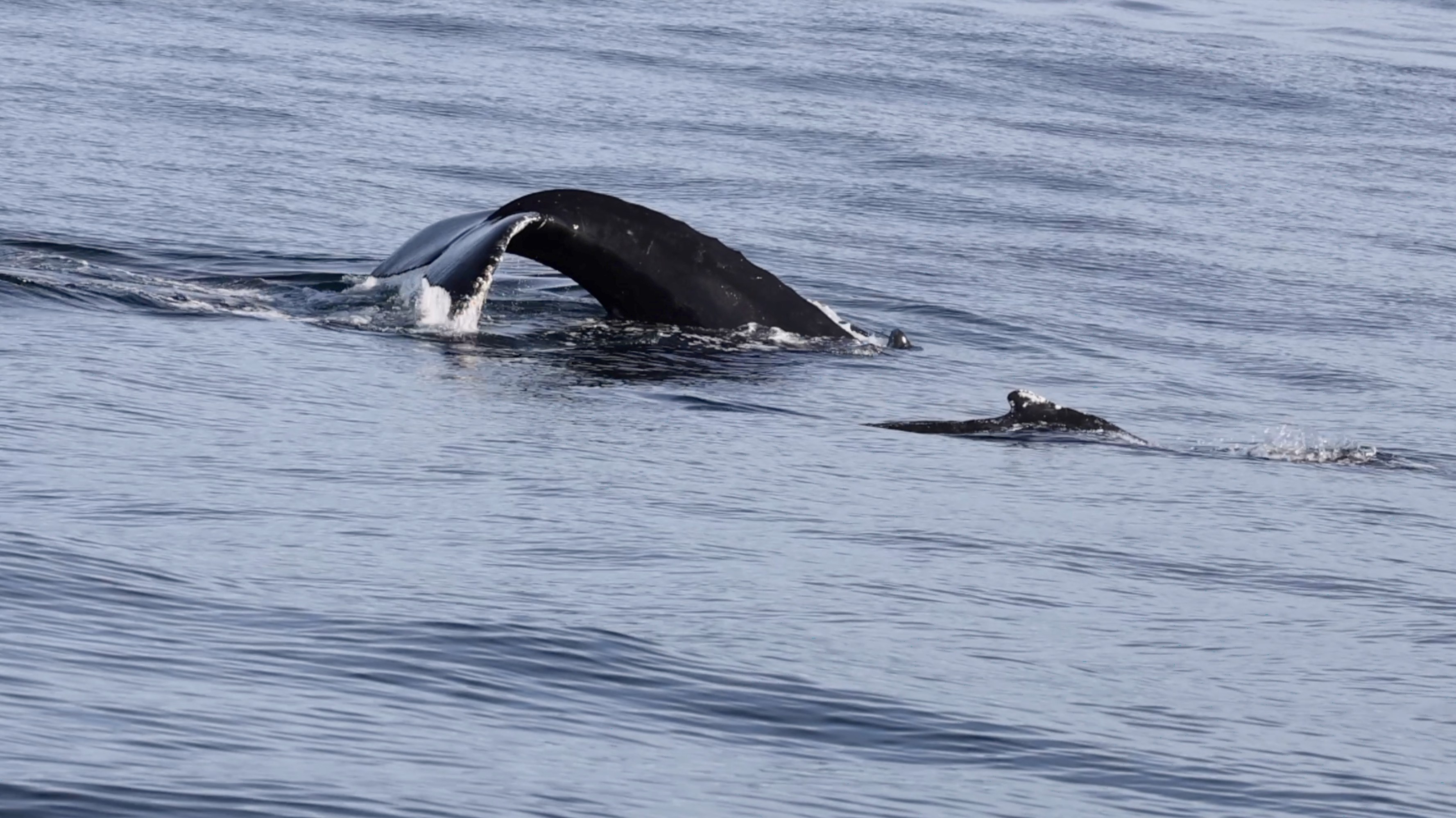 a whale swimming in a body of water