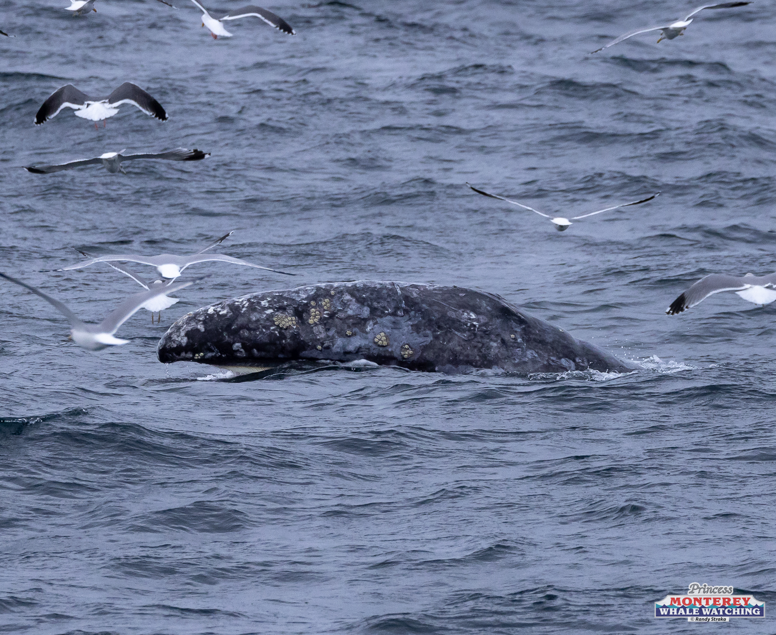 a flock of seagulls flying over a body of water