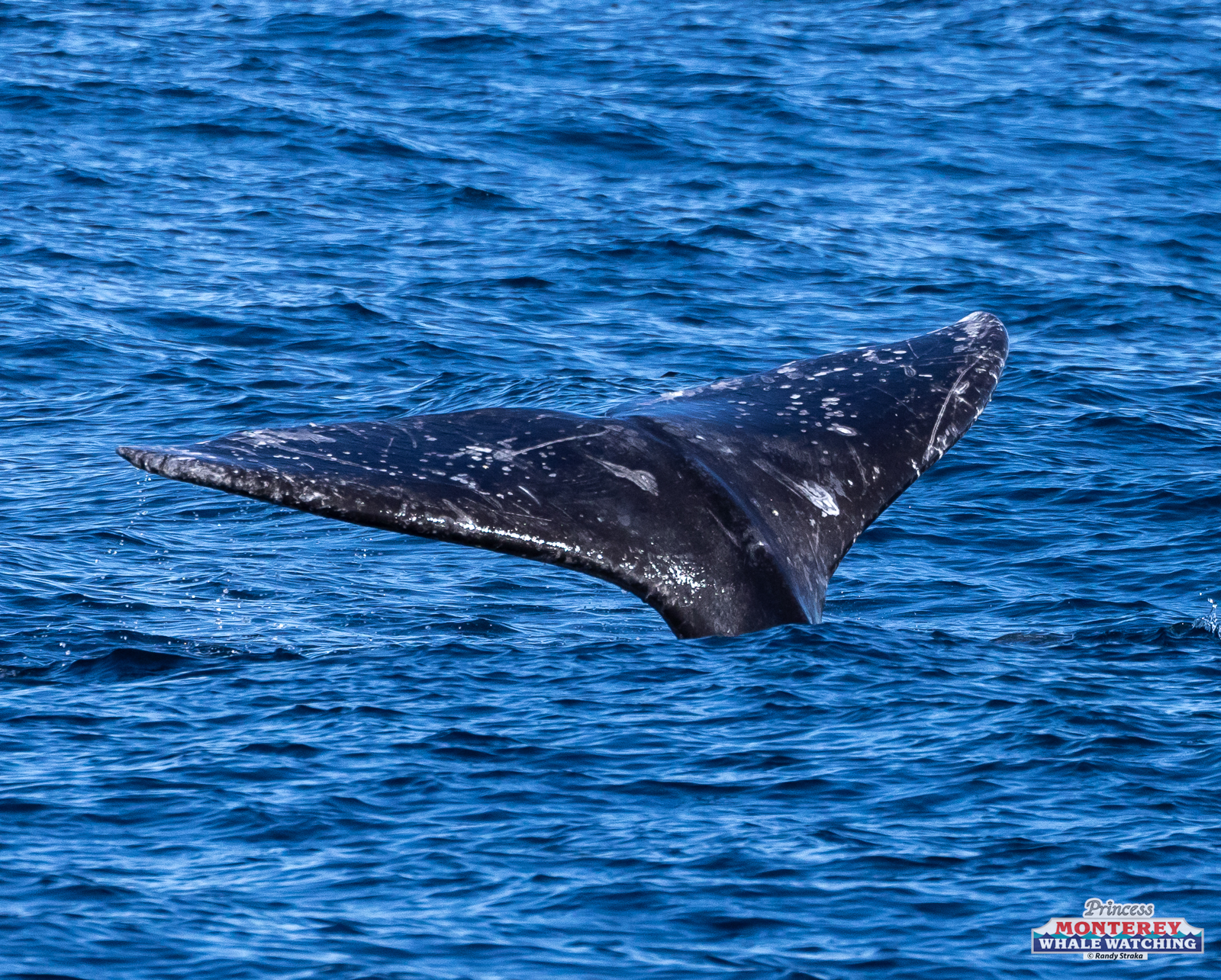 a whale swimming under water