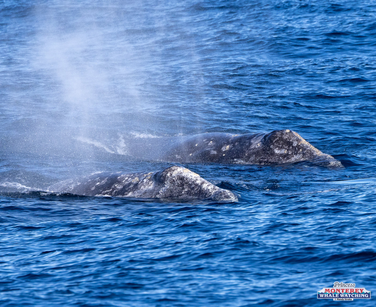 a whale jumping out of the water