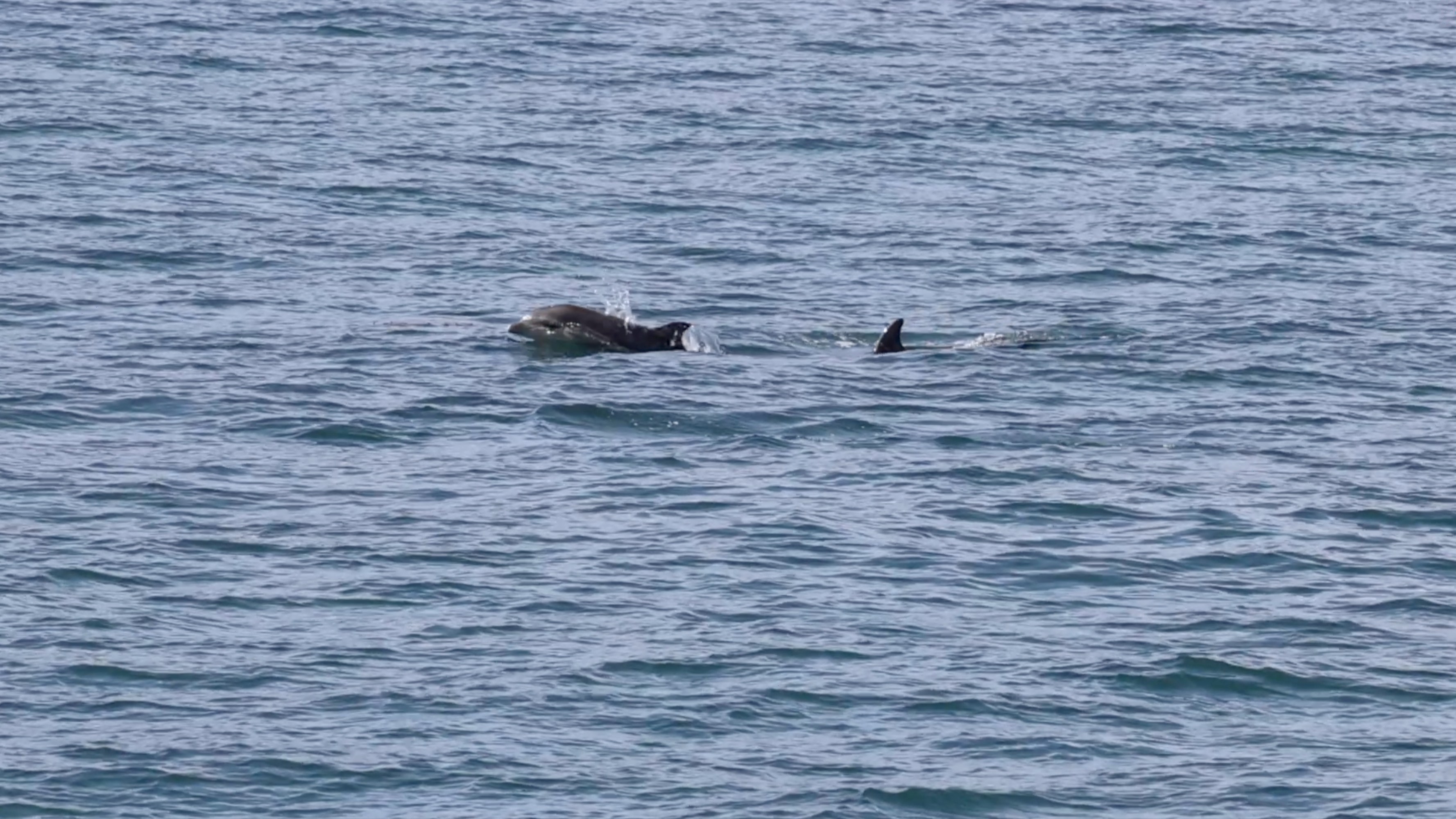 a flock of seagulls are swimming in a body of water