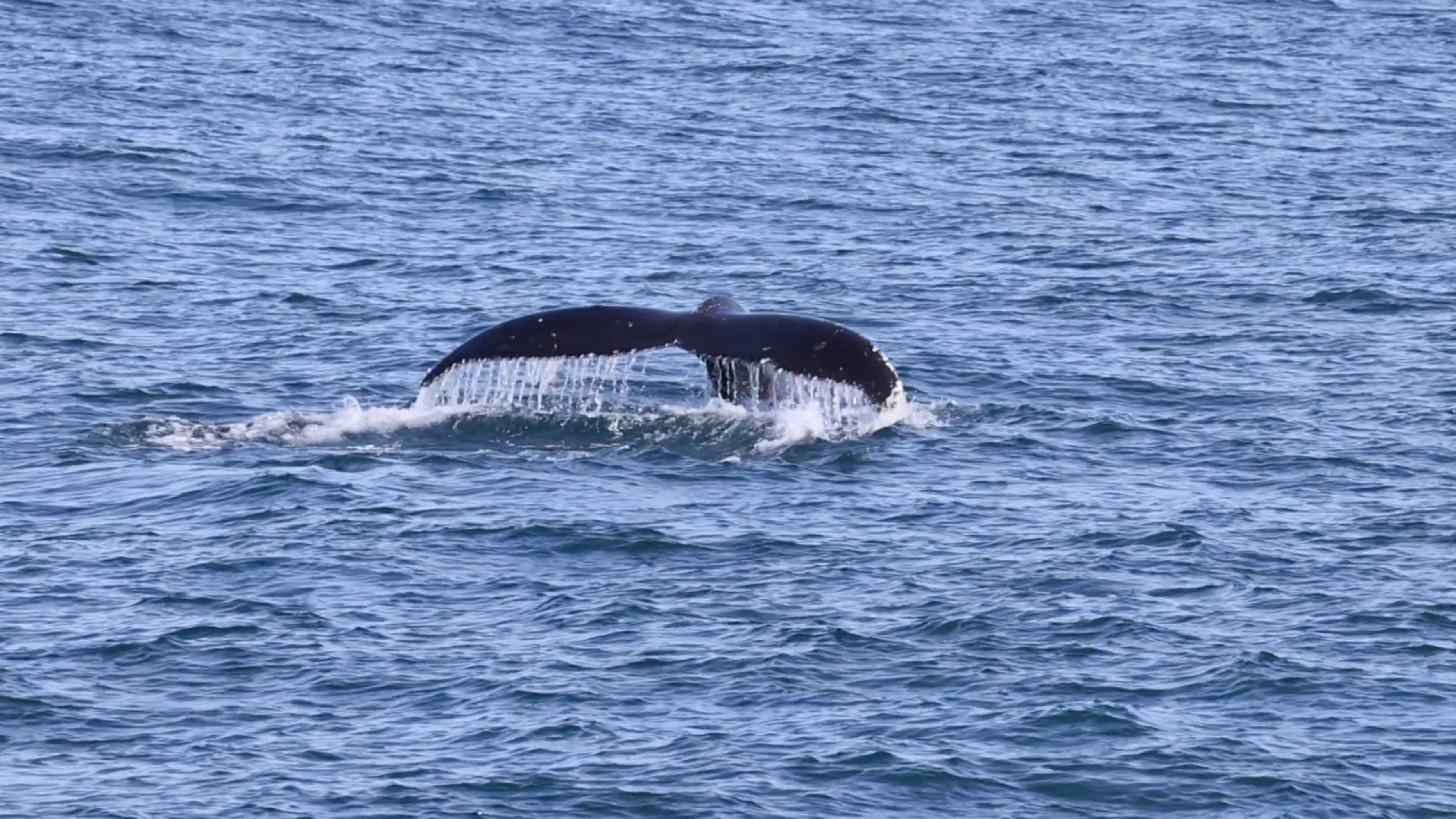 a whale swimming in a body of water