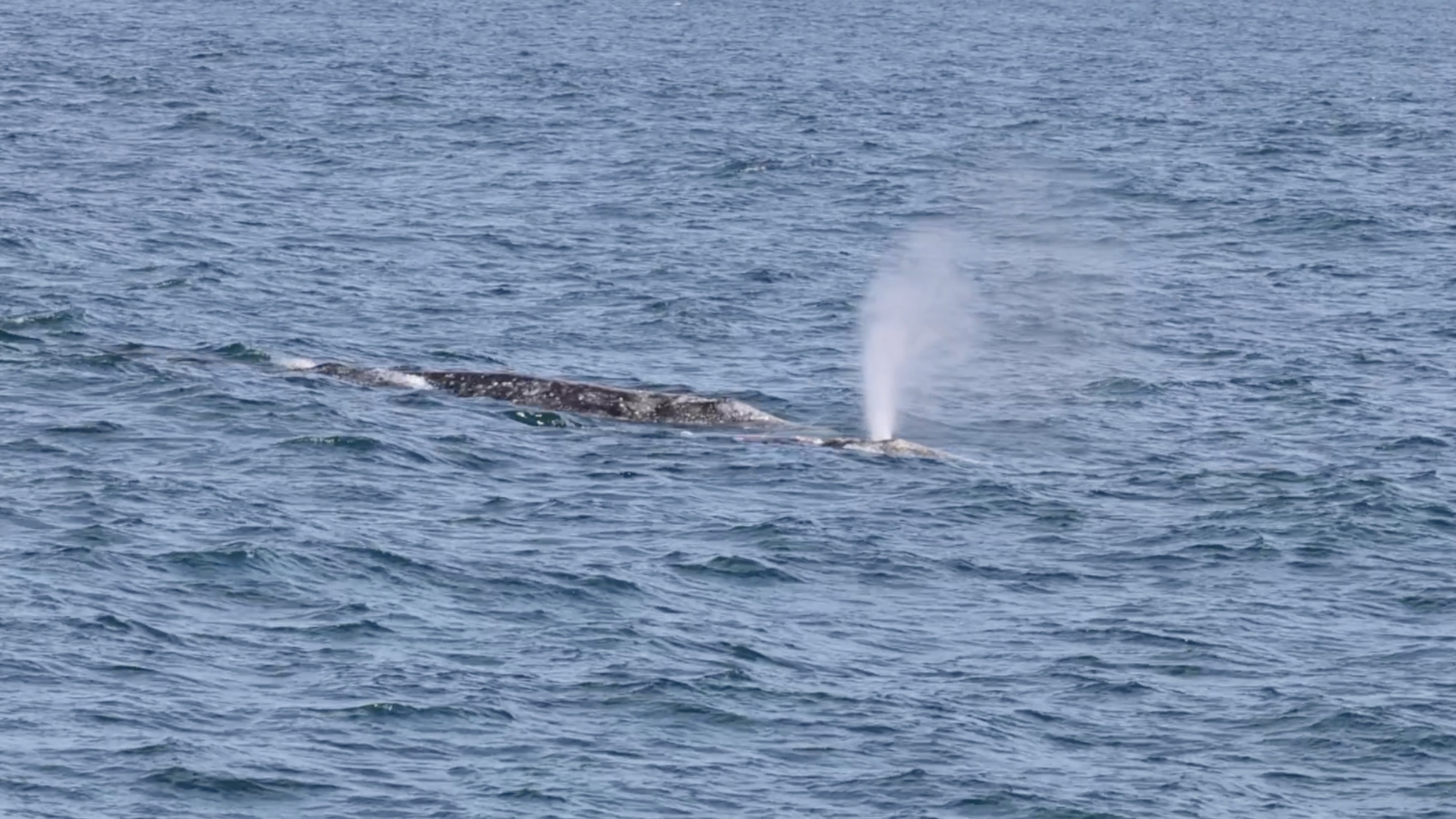 a whale jumping out of the water