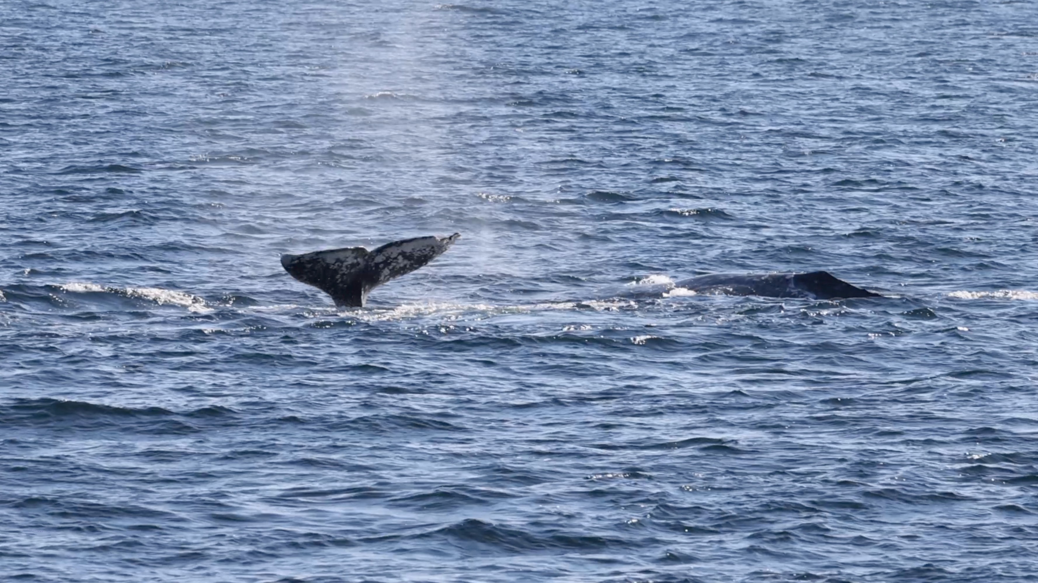 a whale swimming in a body of water