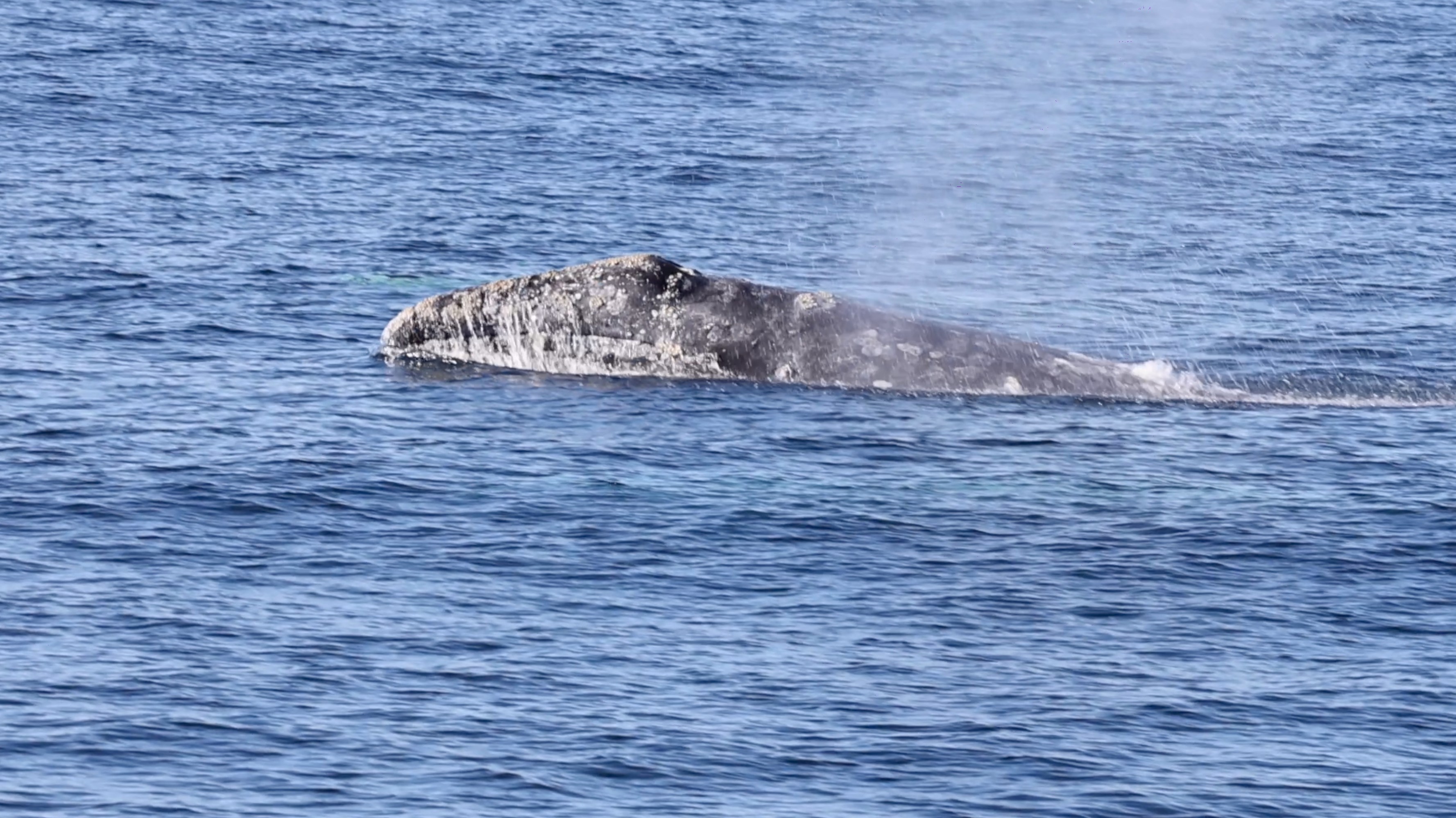 a whale jumping out of the water