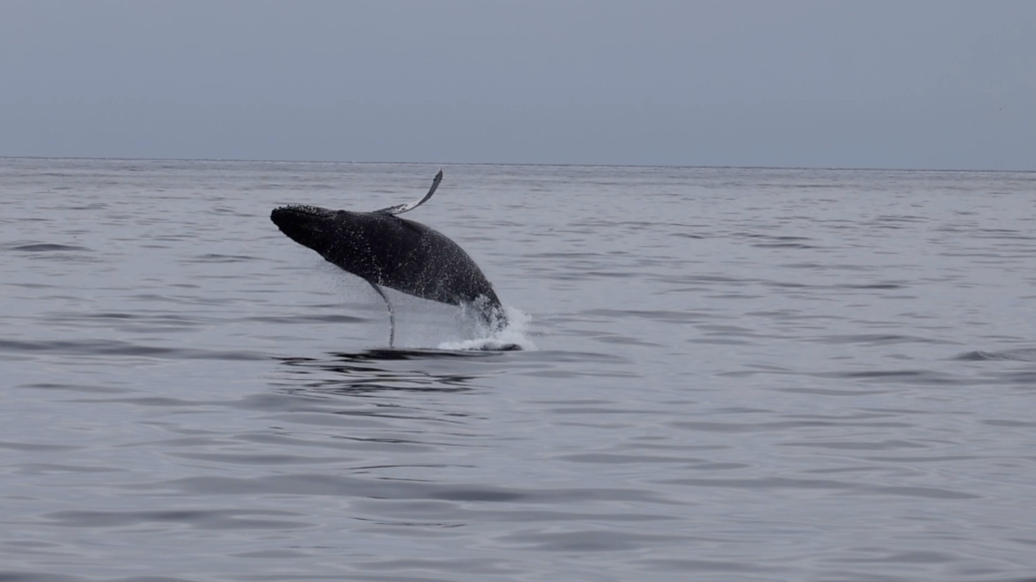 a whale jumping out of the water