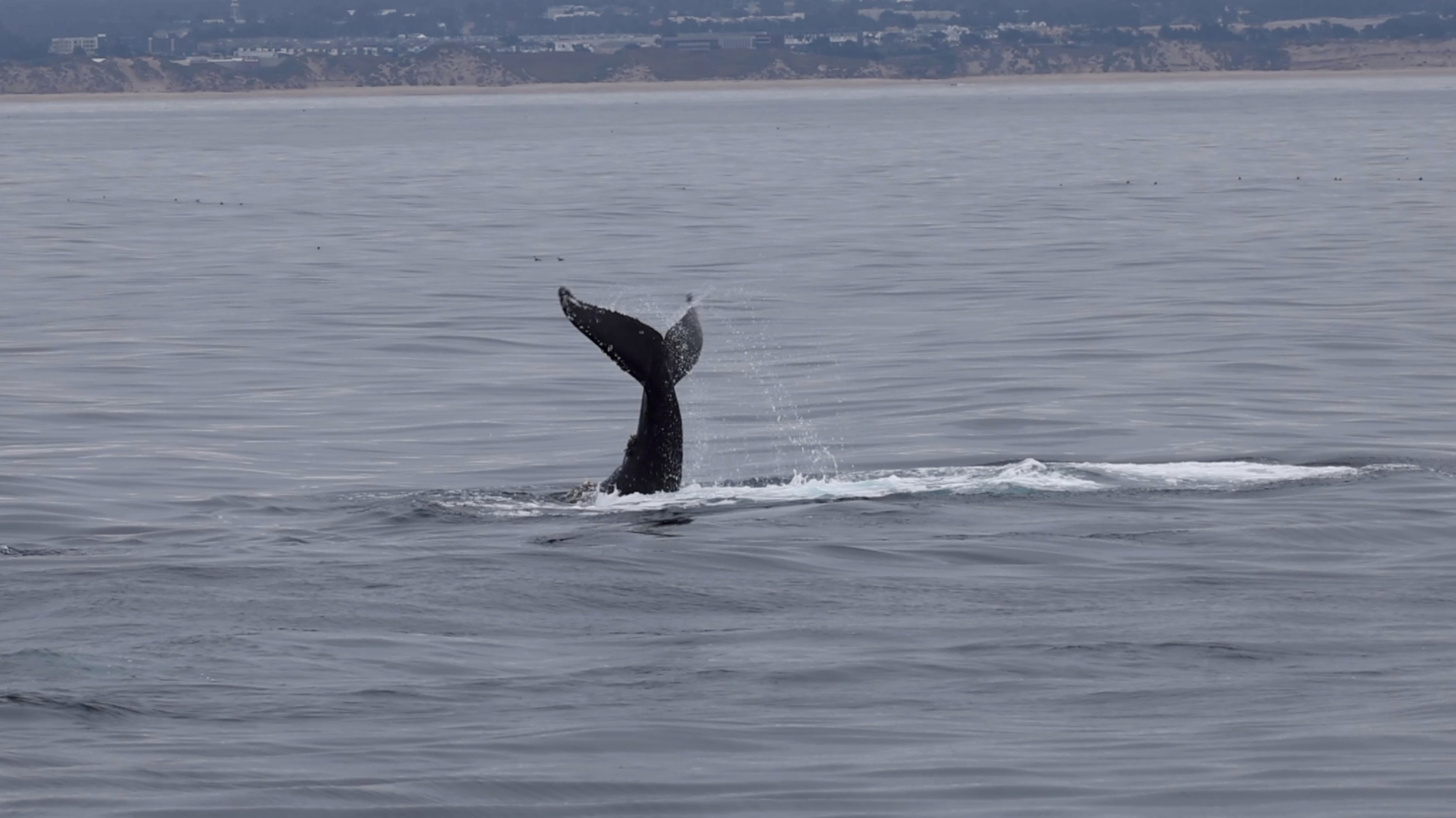 a whale jumping out of the water