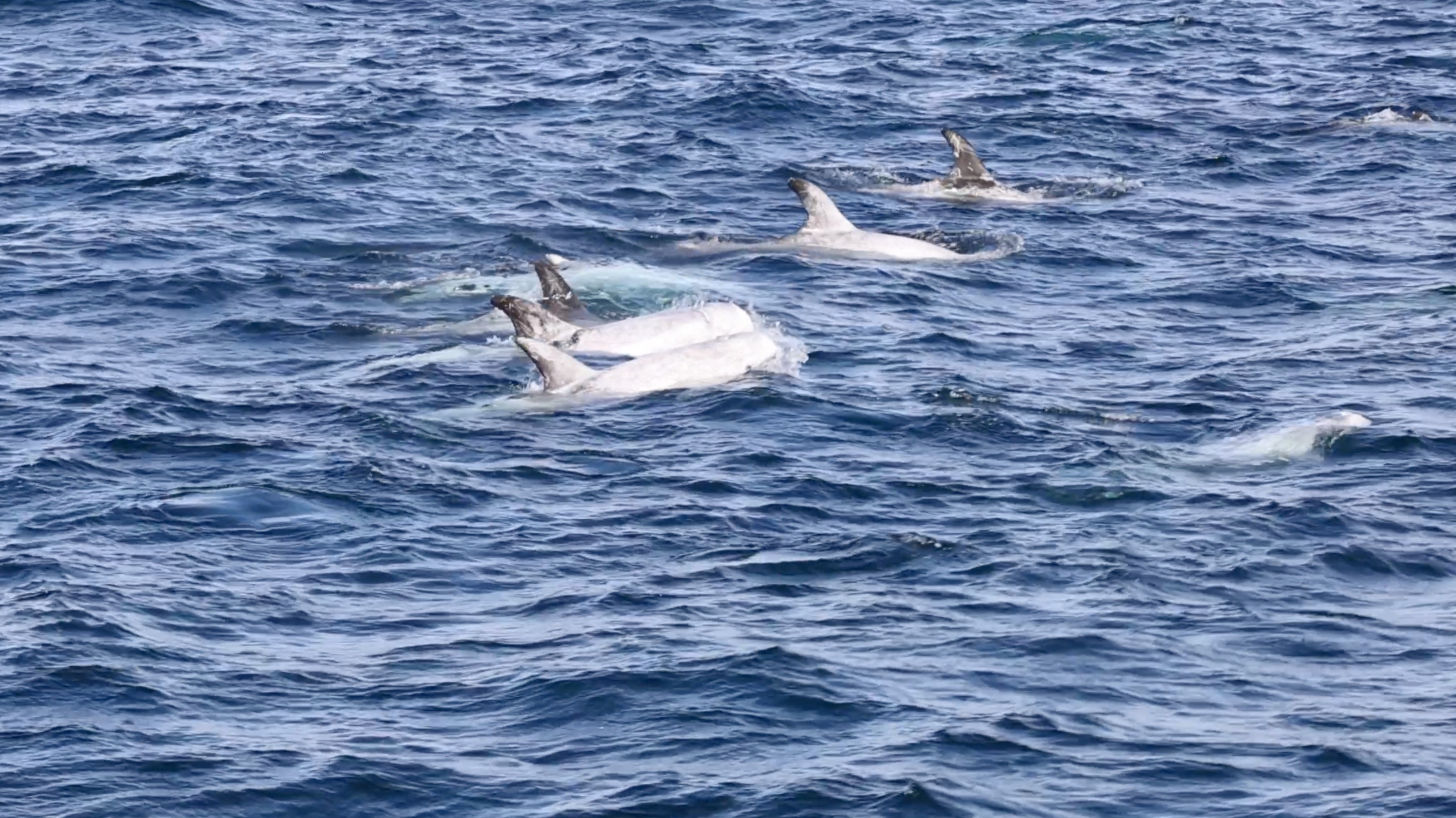 a whale swimming in a body of water