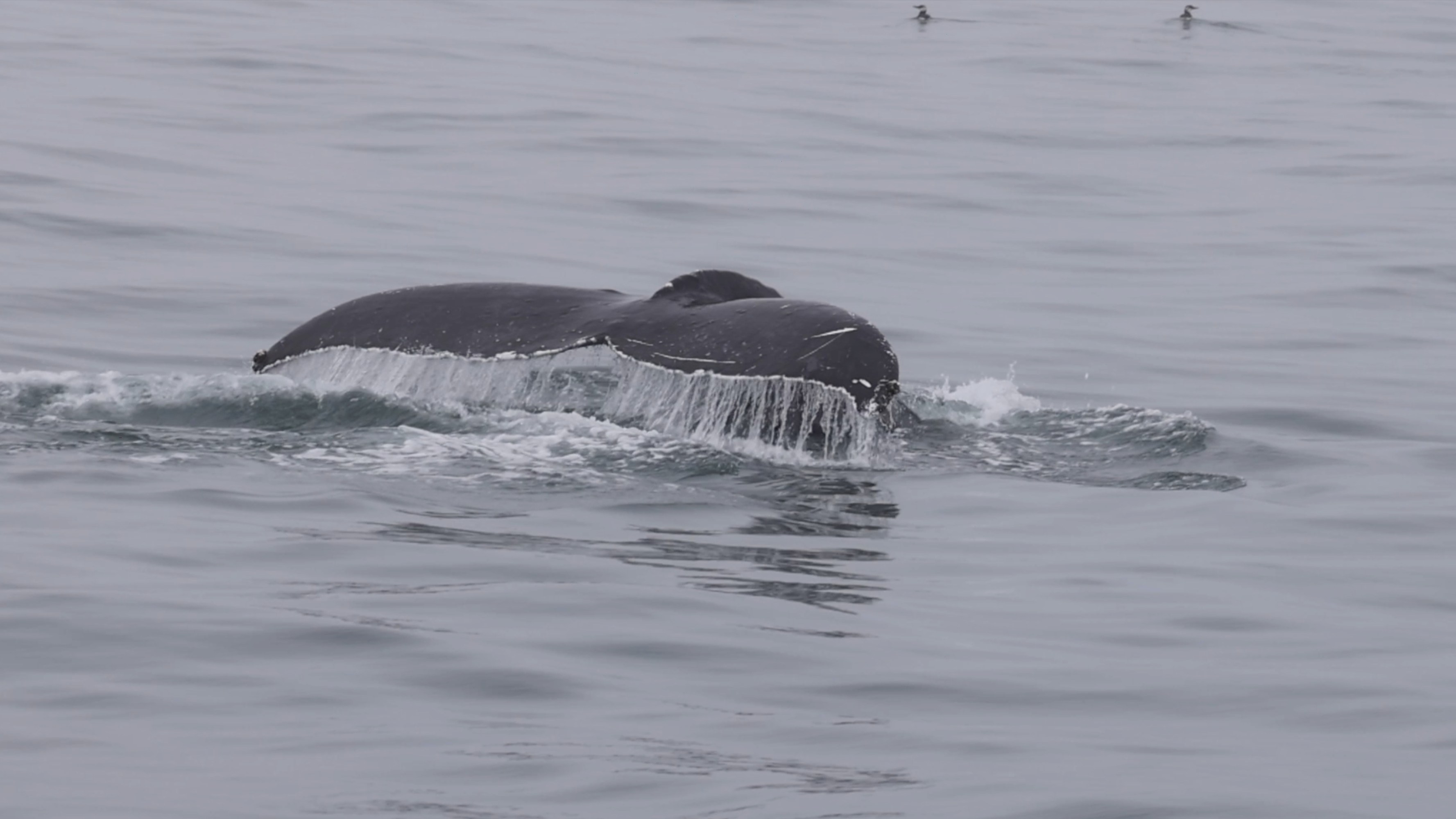 a bird swimming in water