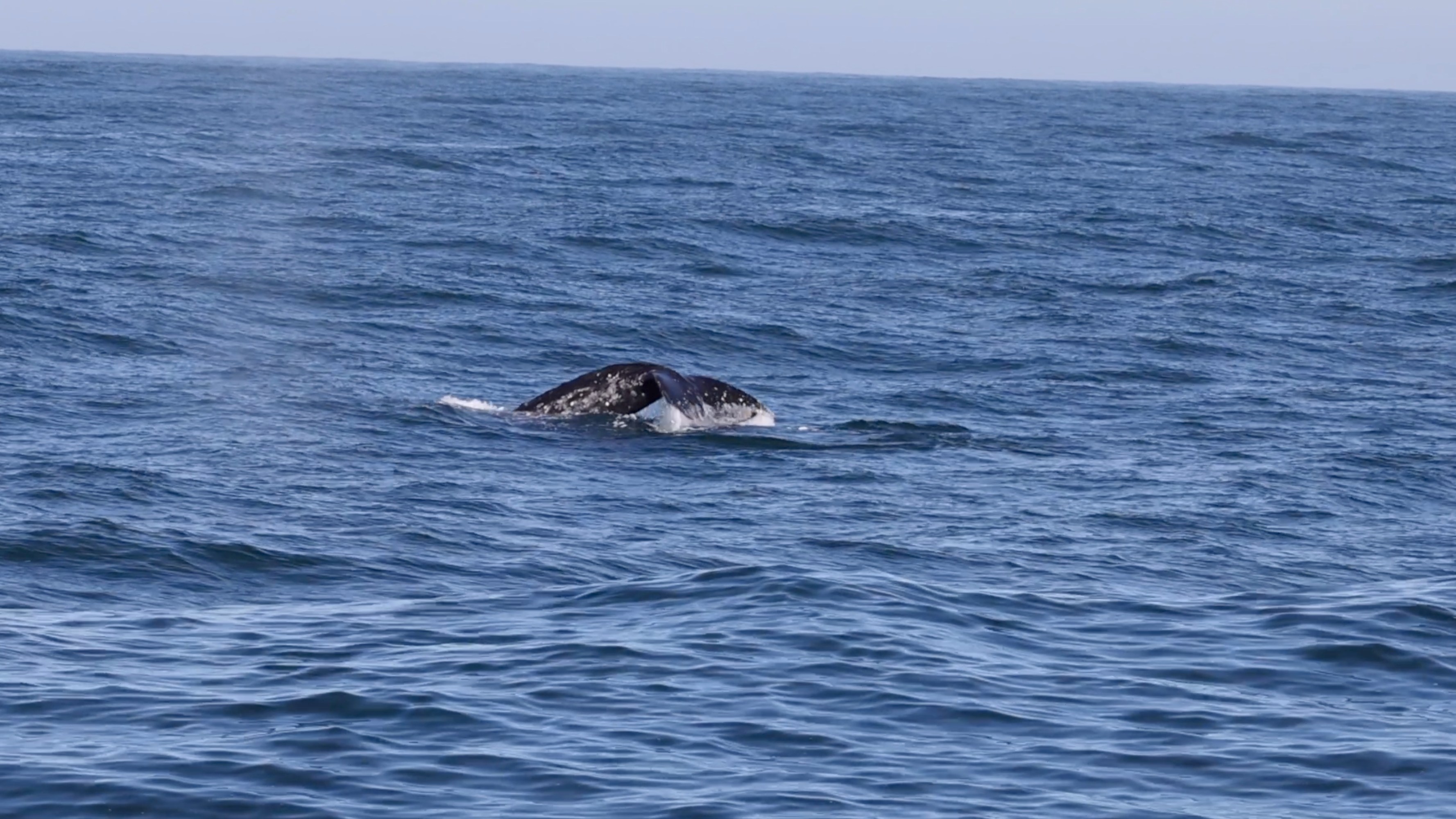 a whale swimming in a body of water