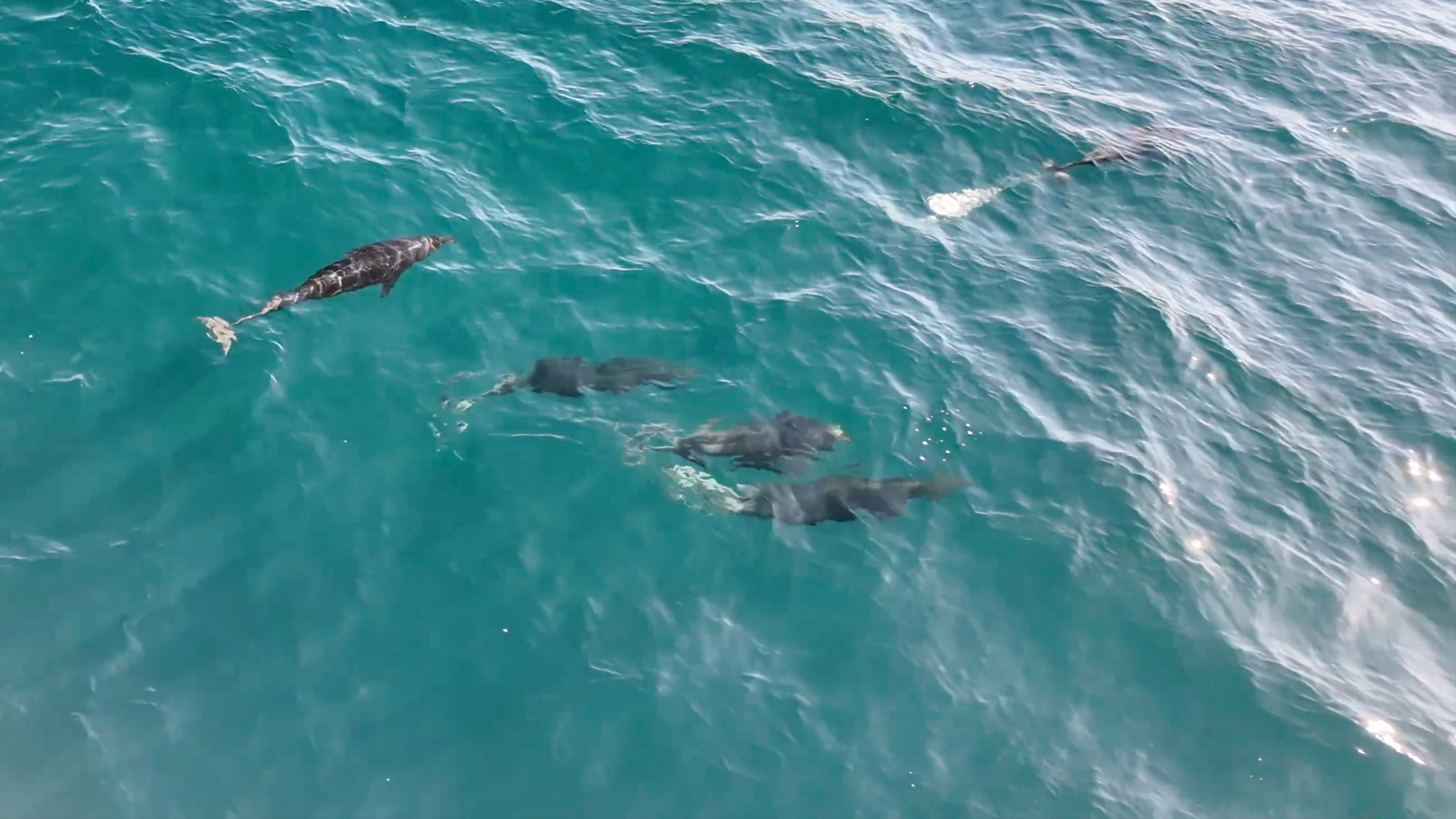 an animal swimming in the ocean