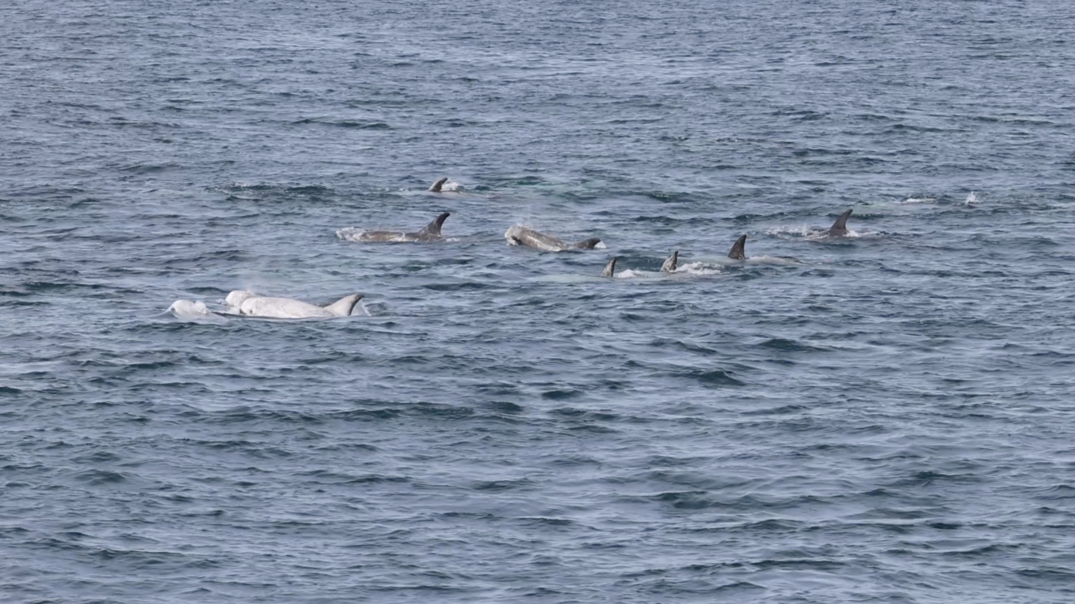 a whale swimming in a body of water