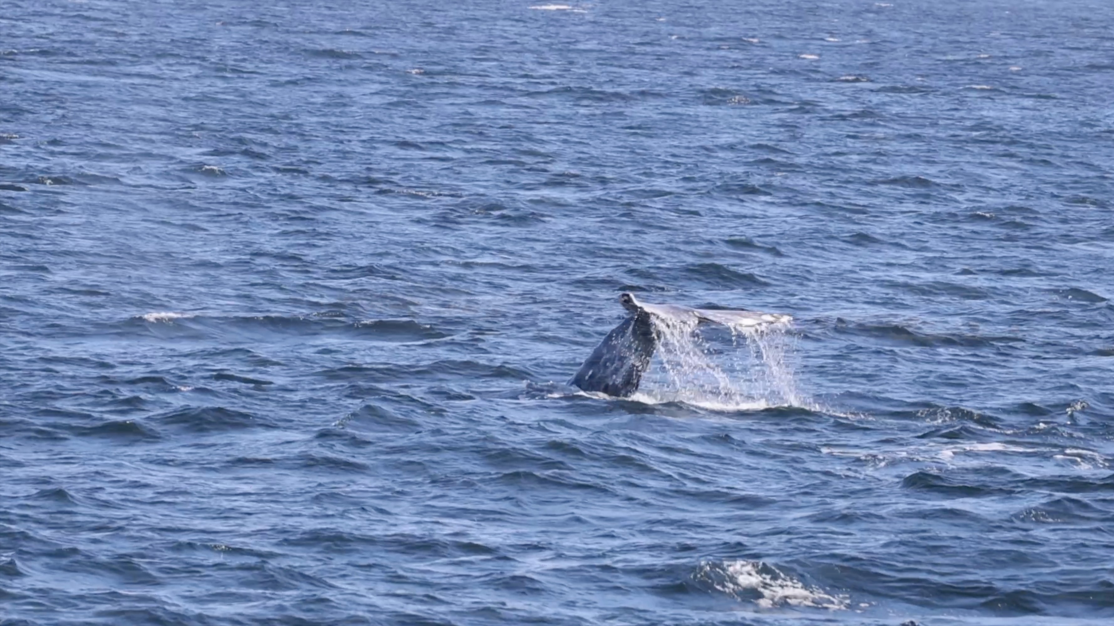 a whale jumping out of the water