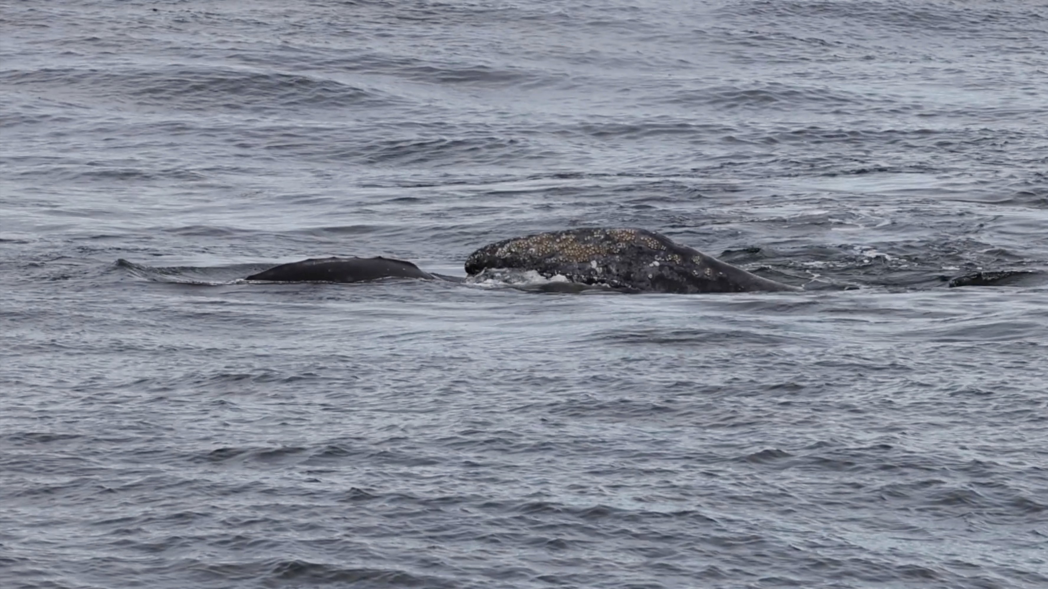 a whale jumping out of the water