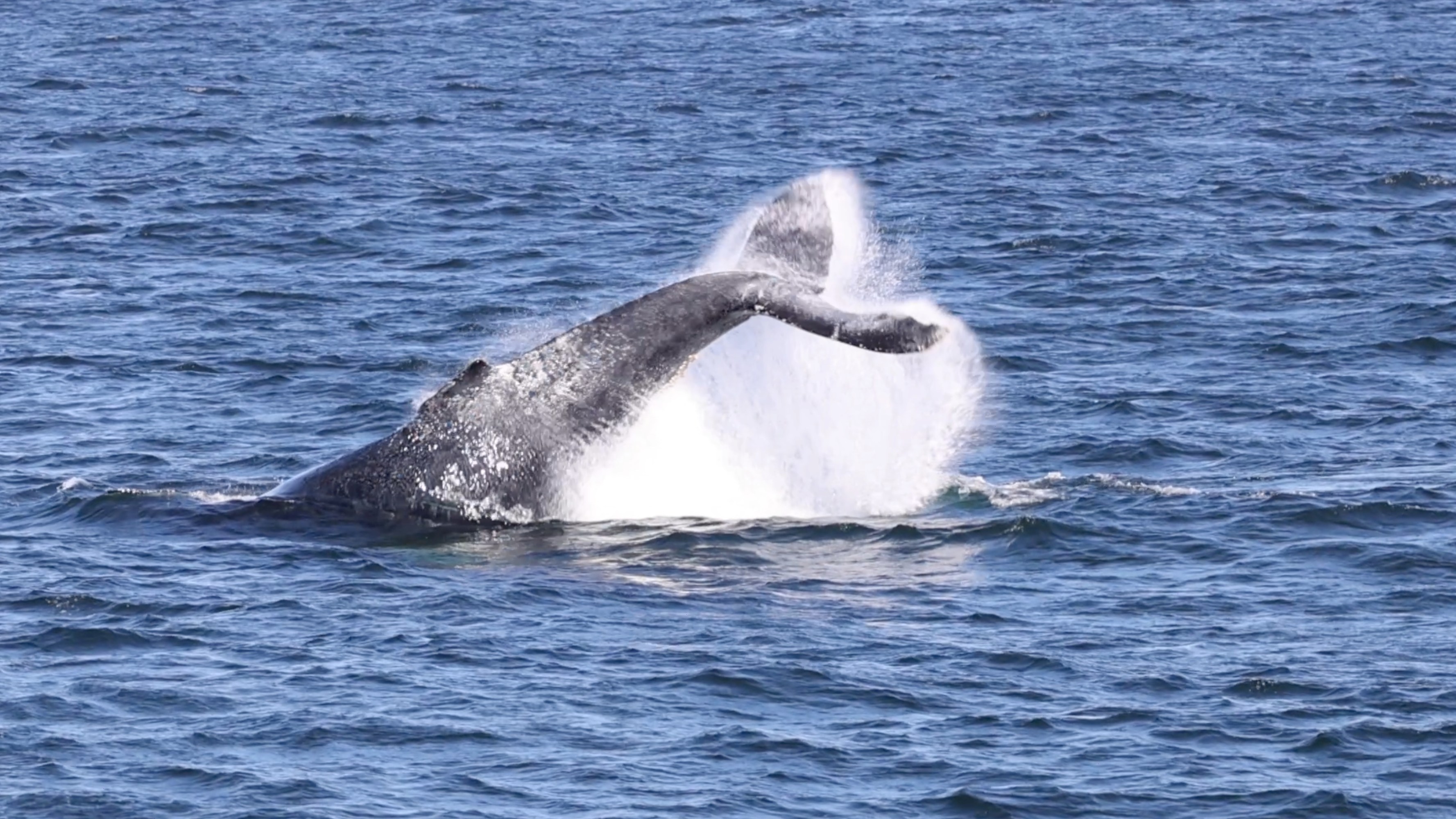 a whale jumping out of the water