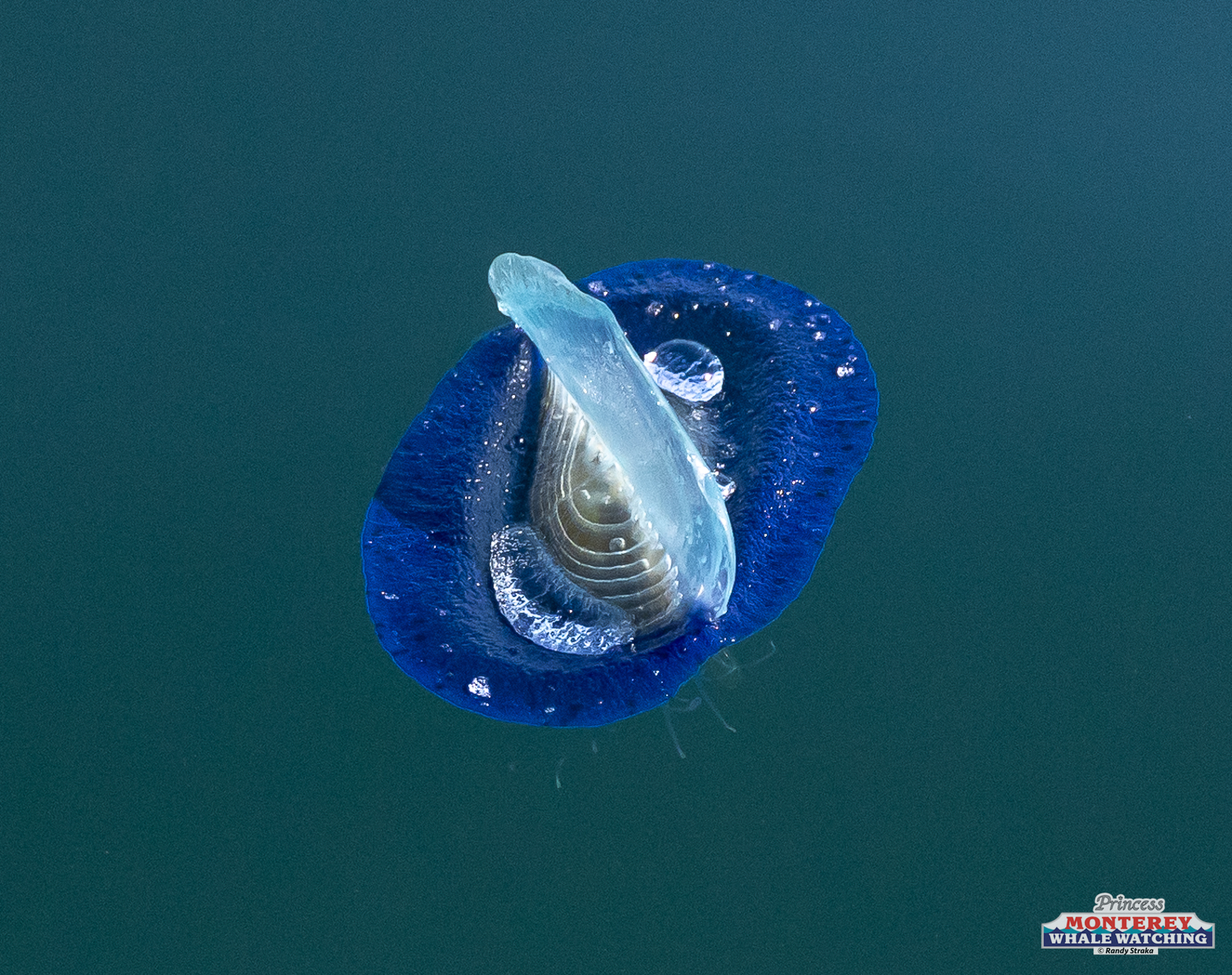 a close up of blue water