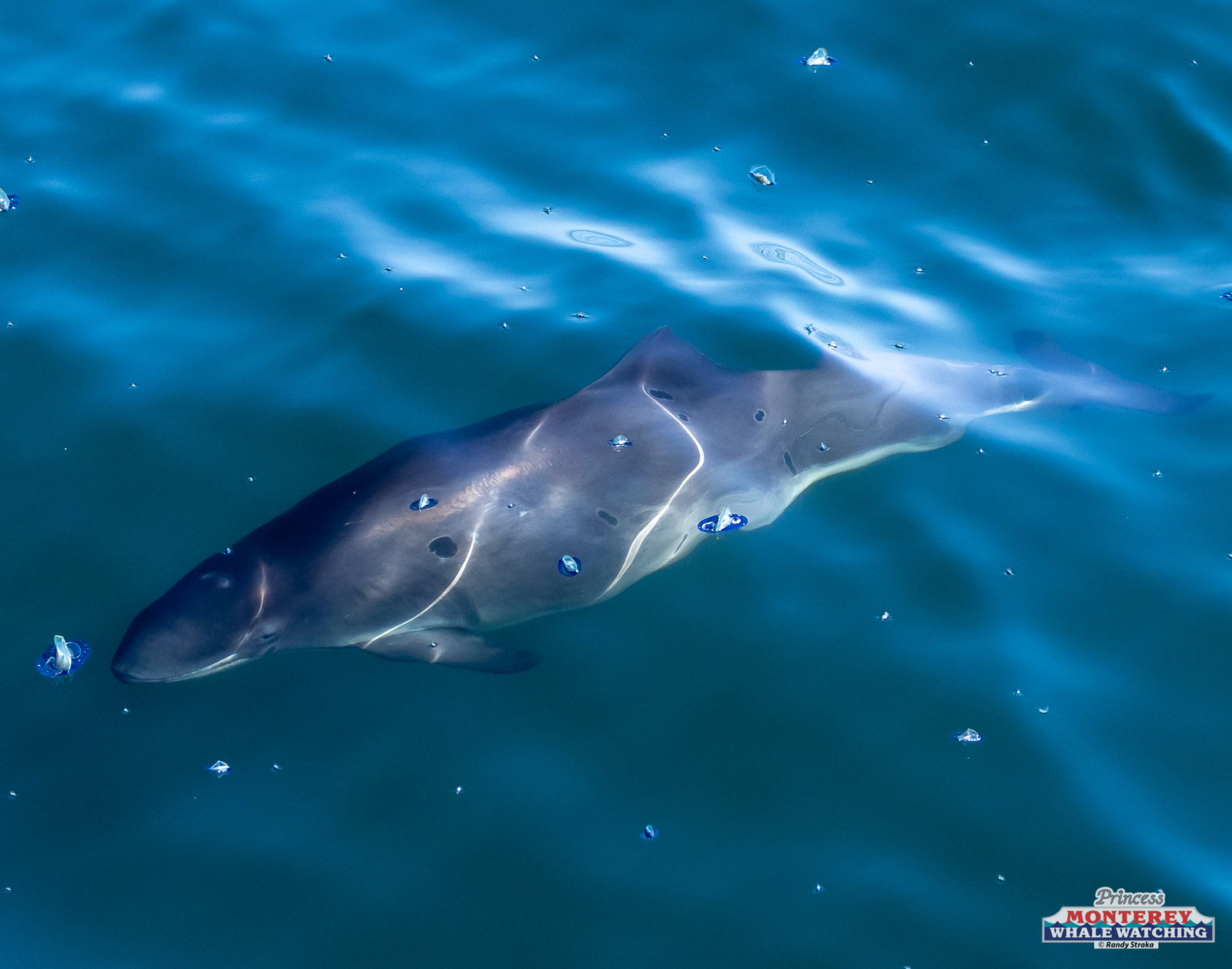 an animal swimming in the water