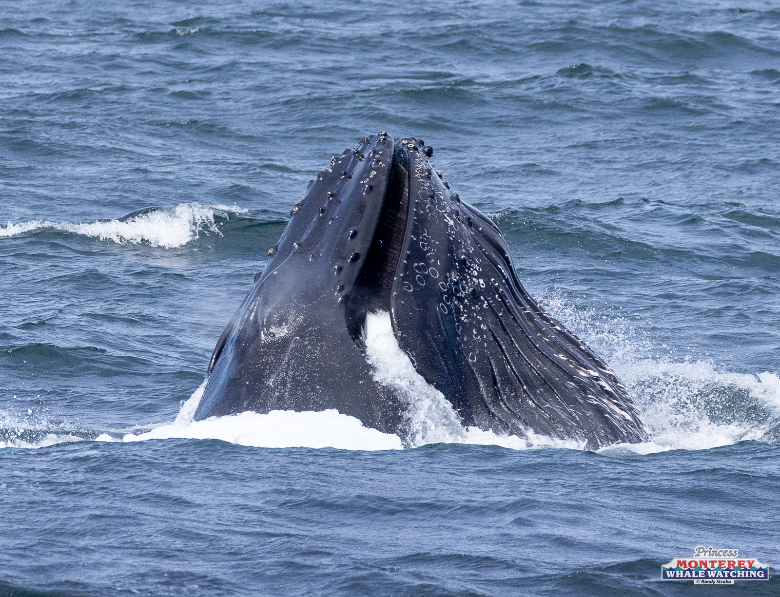 a whale jumping out of the water