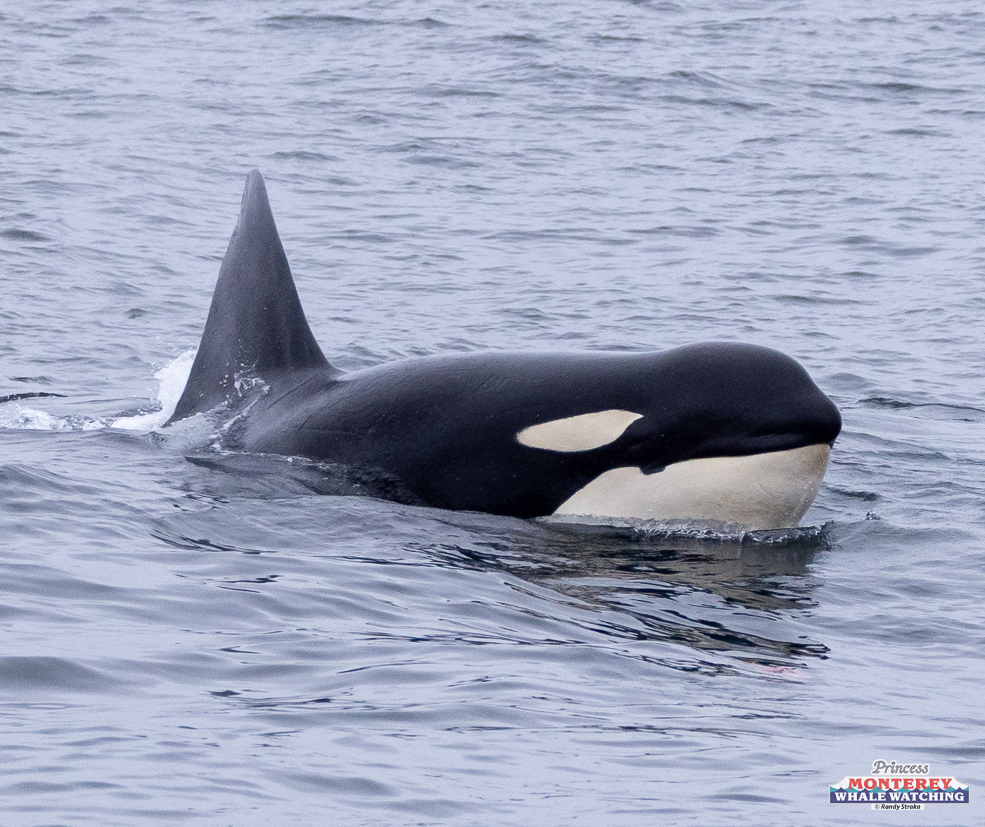 an animal swimming in the water