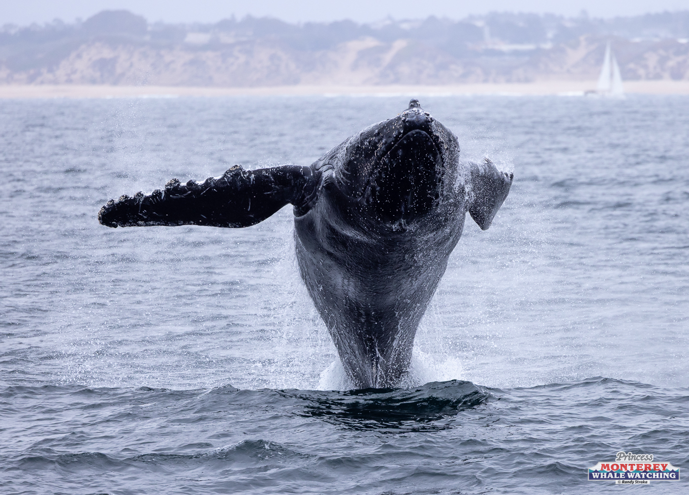 1C6A5631 an animal in a body of water