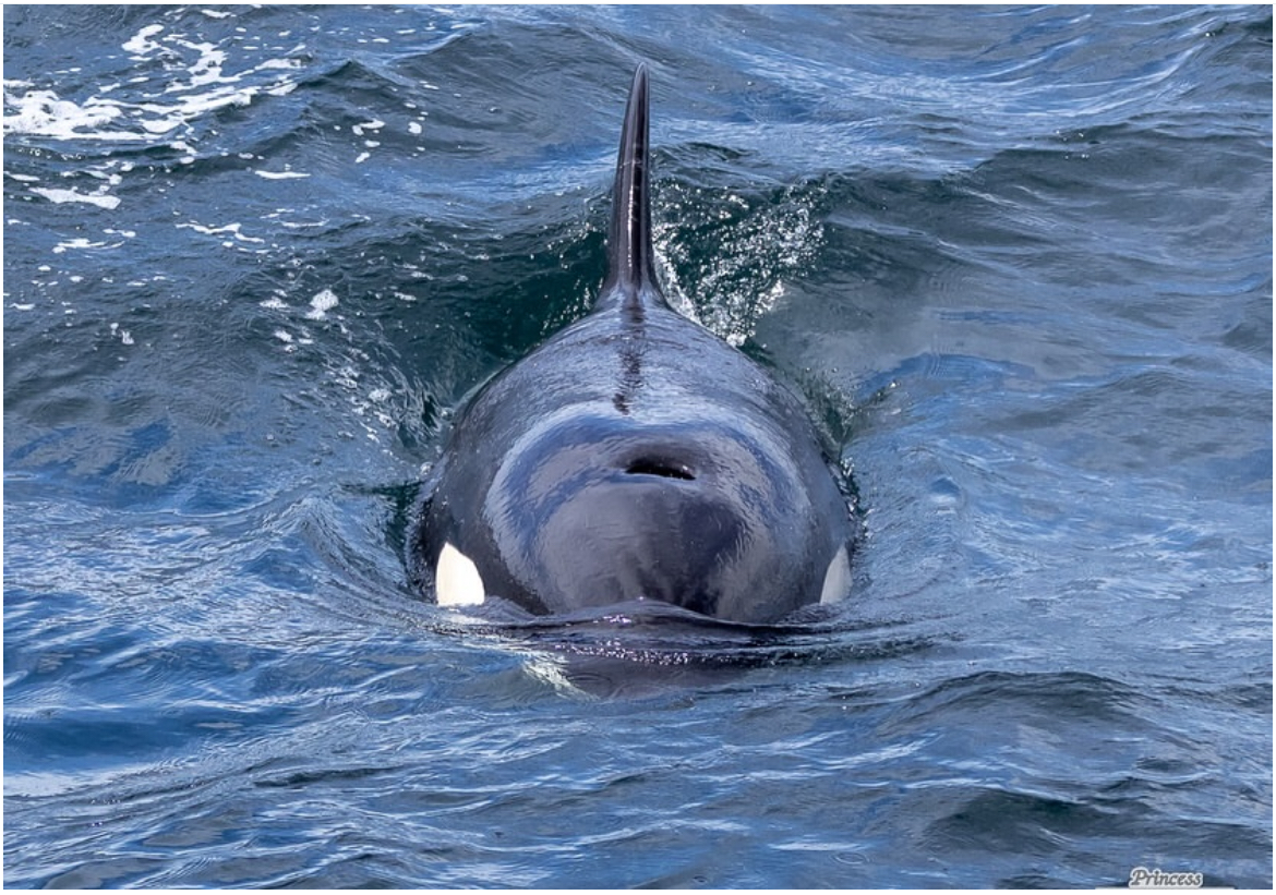 an animal swimming in the water