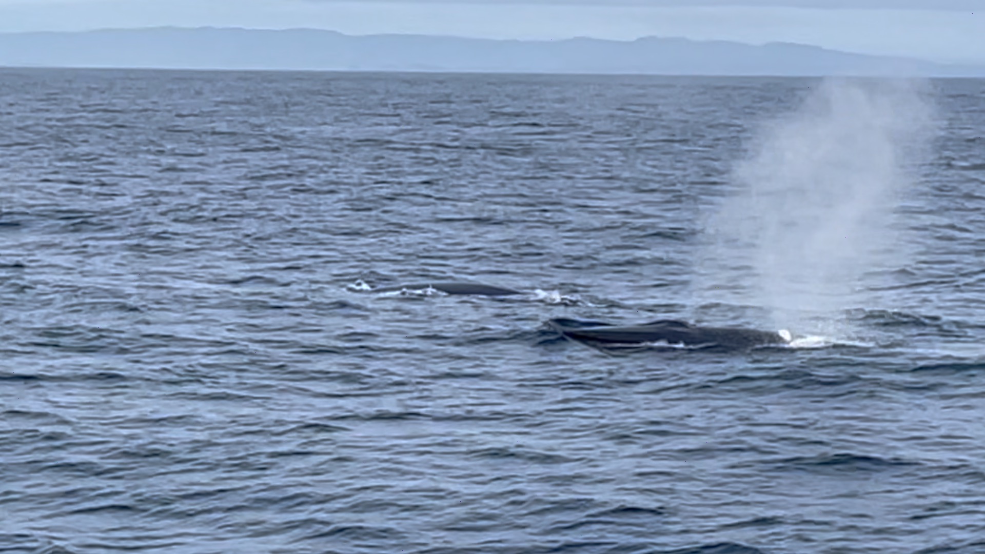 a whale jumping out of the water