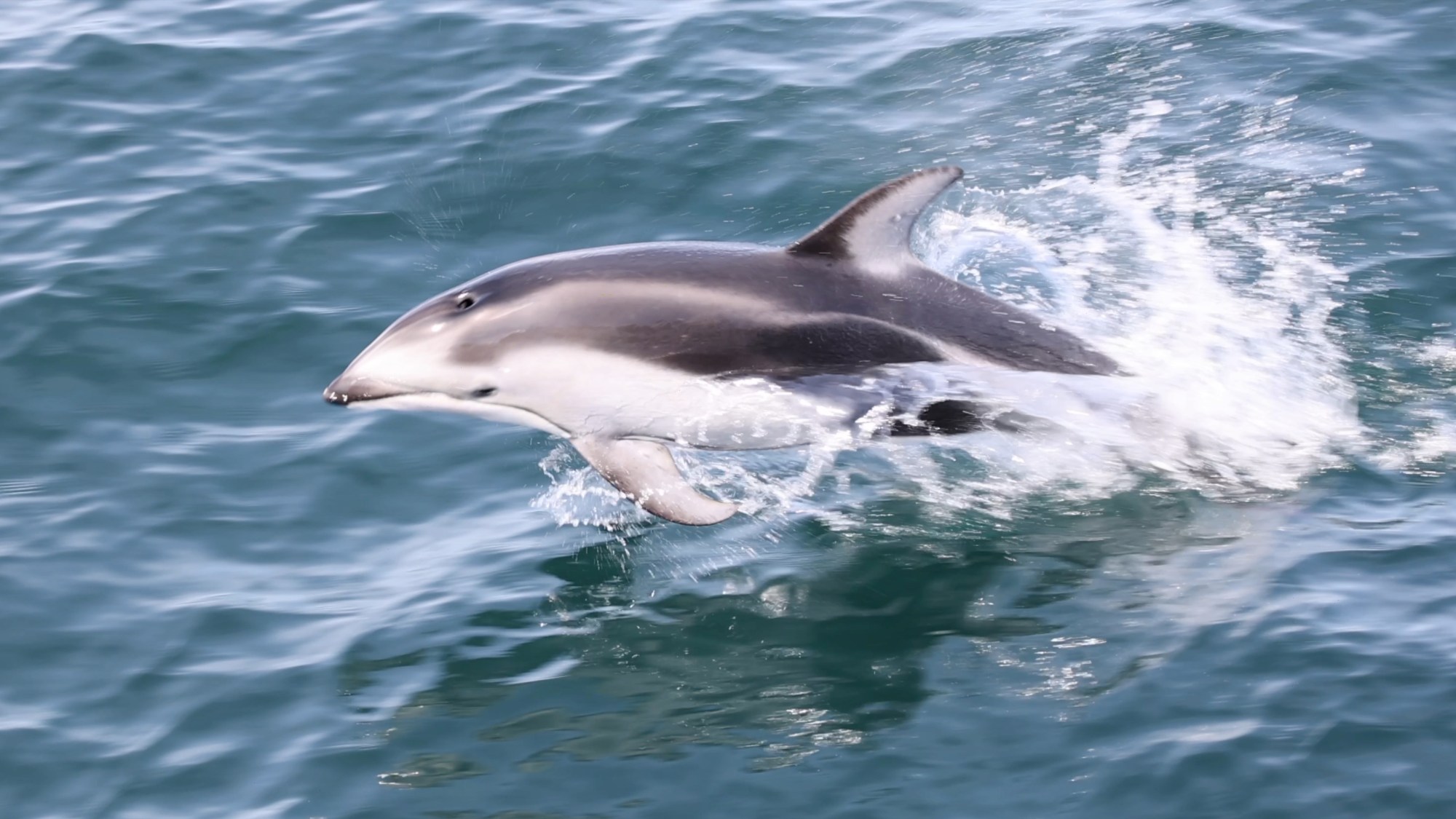 My Movie 170 a dolphin swimming in a body of water