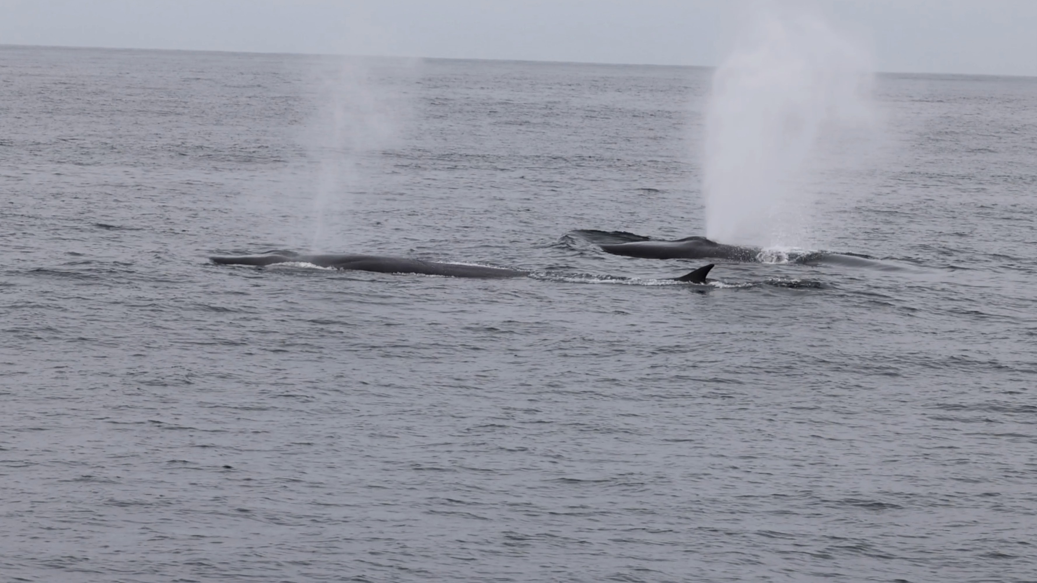 a whale jumping out of the water