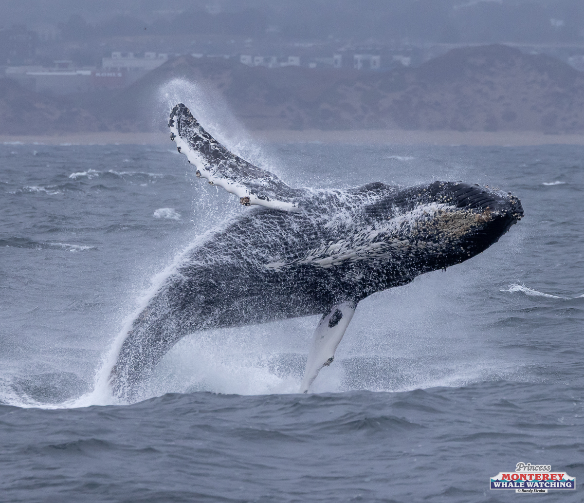 a whale jumping out of the water
