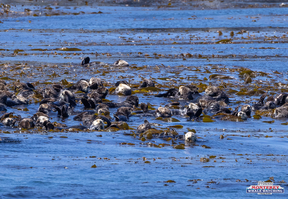 a flock of seagulls standing next to a body of water