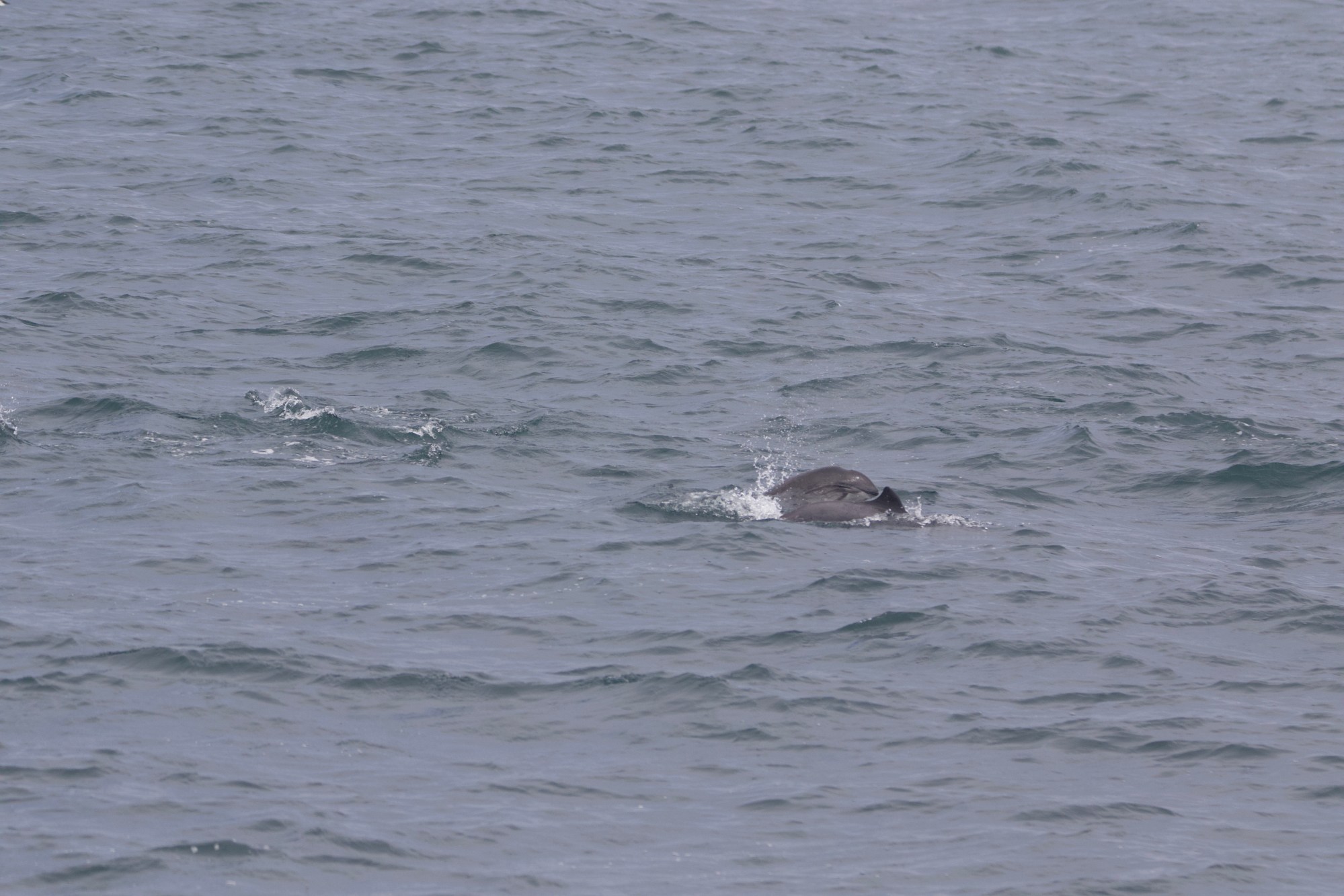 3X6A0304 a whale swimming in a body of water