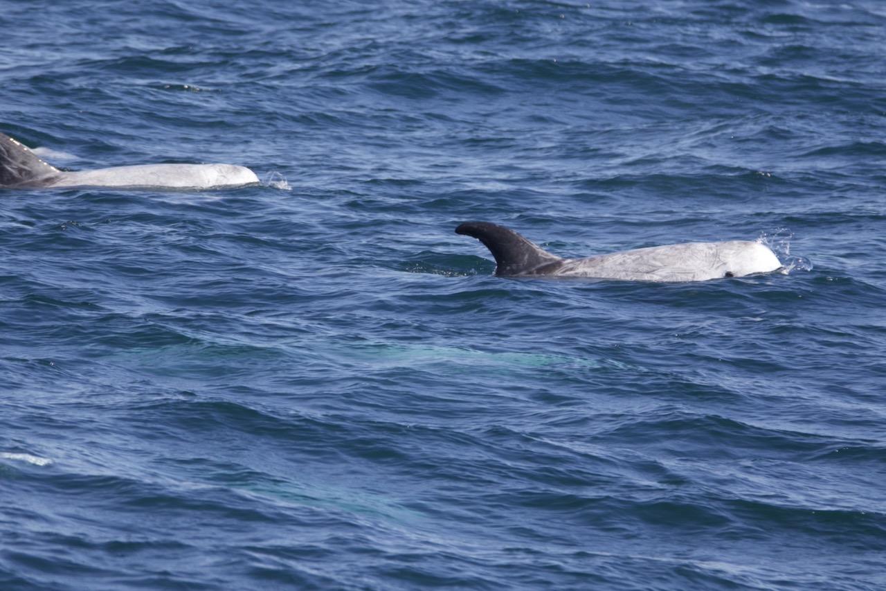 a bird flying over a body of water