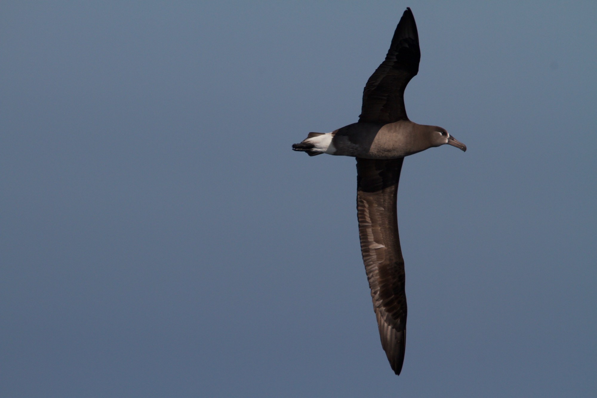 BLACK FOOTED a bird flying in the air