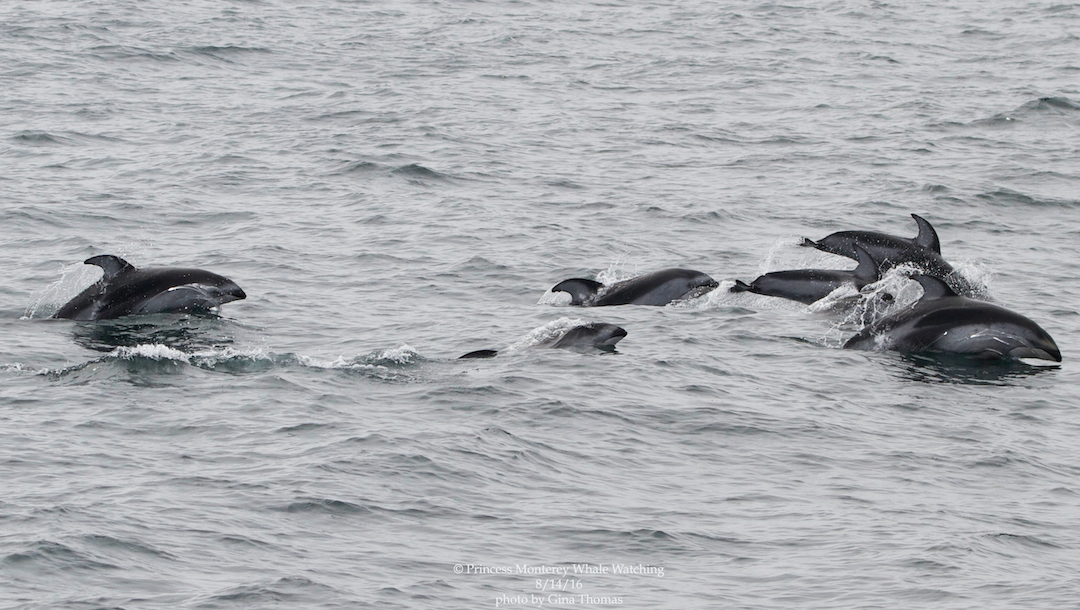 a dolphin swimming in a body of water
