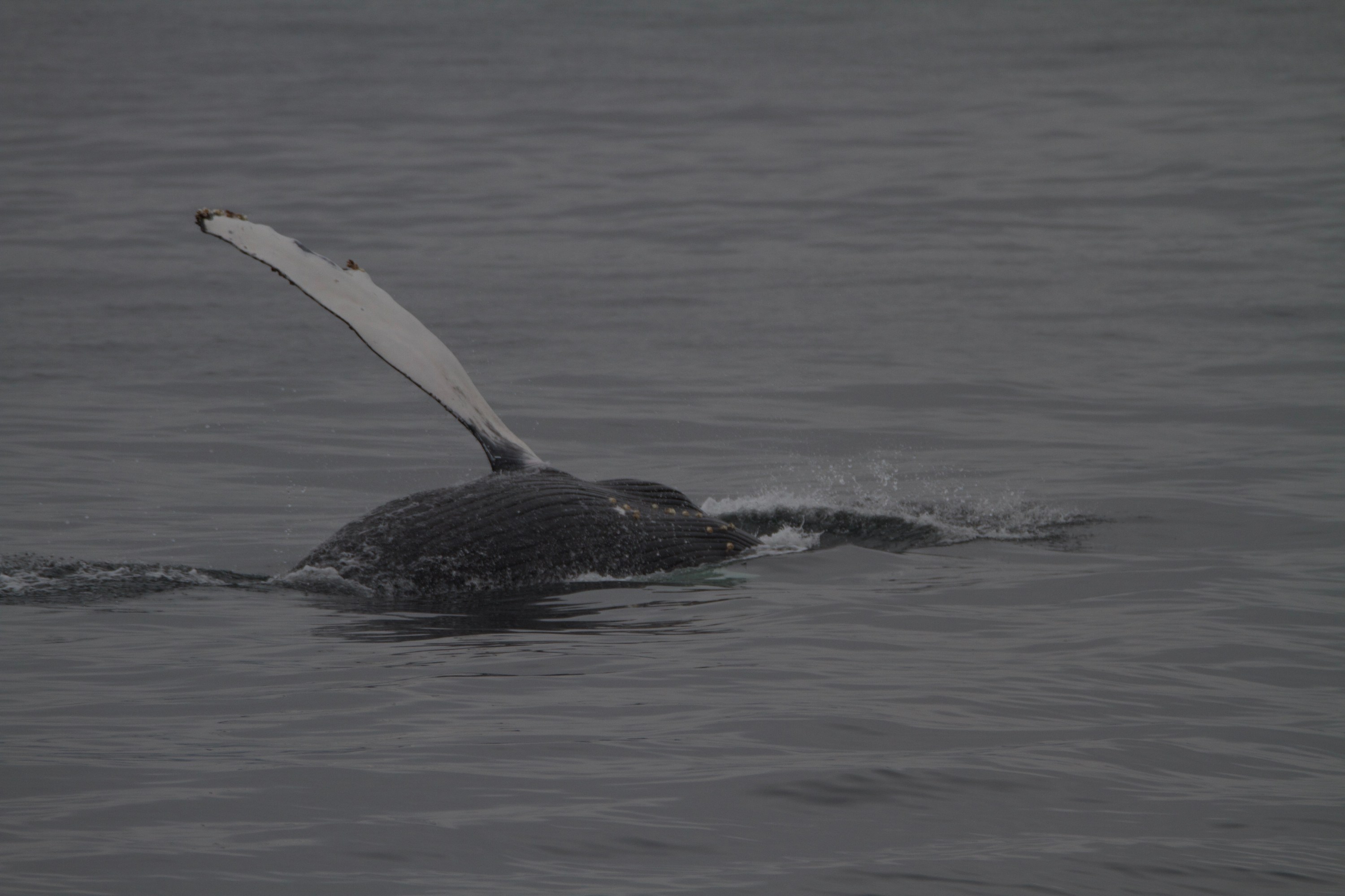 a bird flying over a body of water