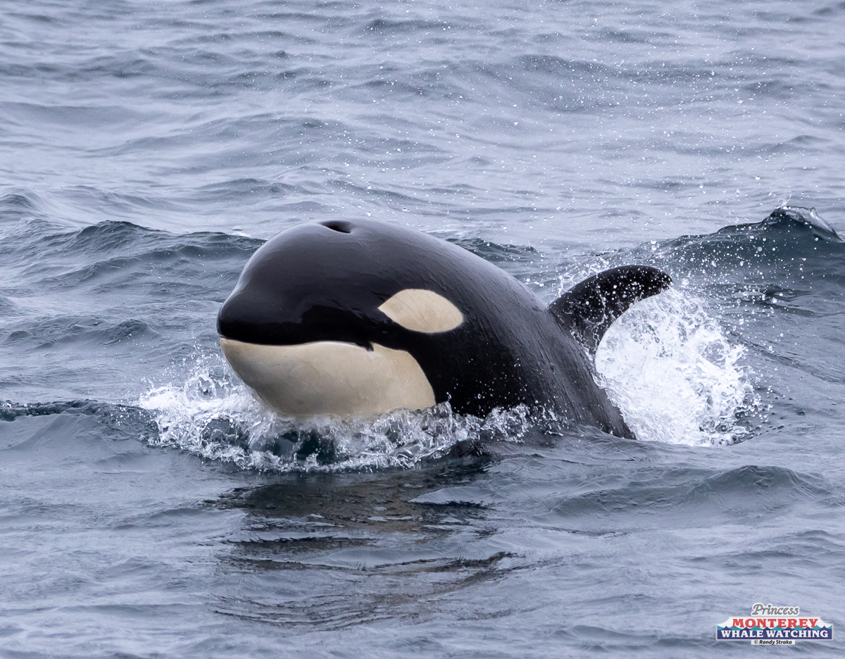a dolphin jumping out of the water