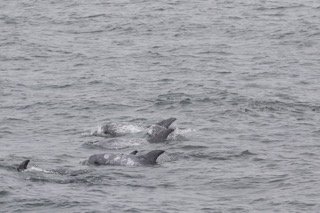 3X6A1290 Small a group of people swimming in a body of water