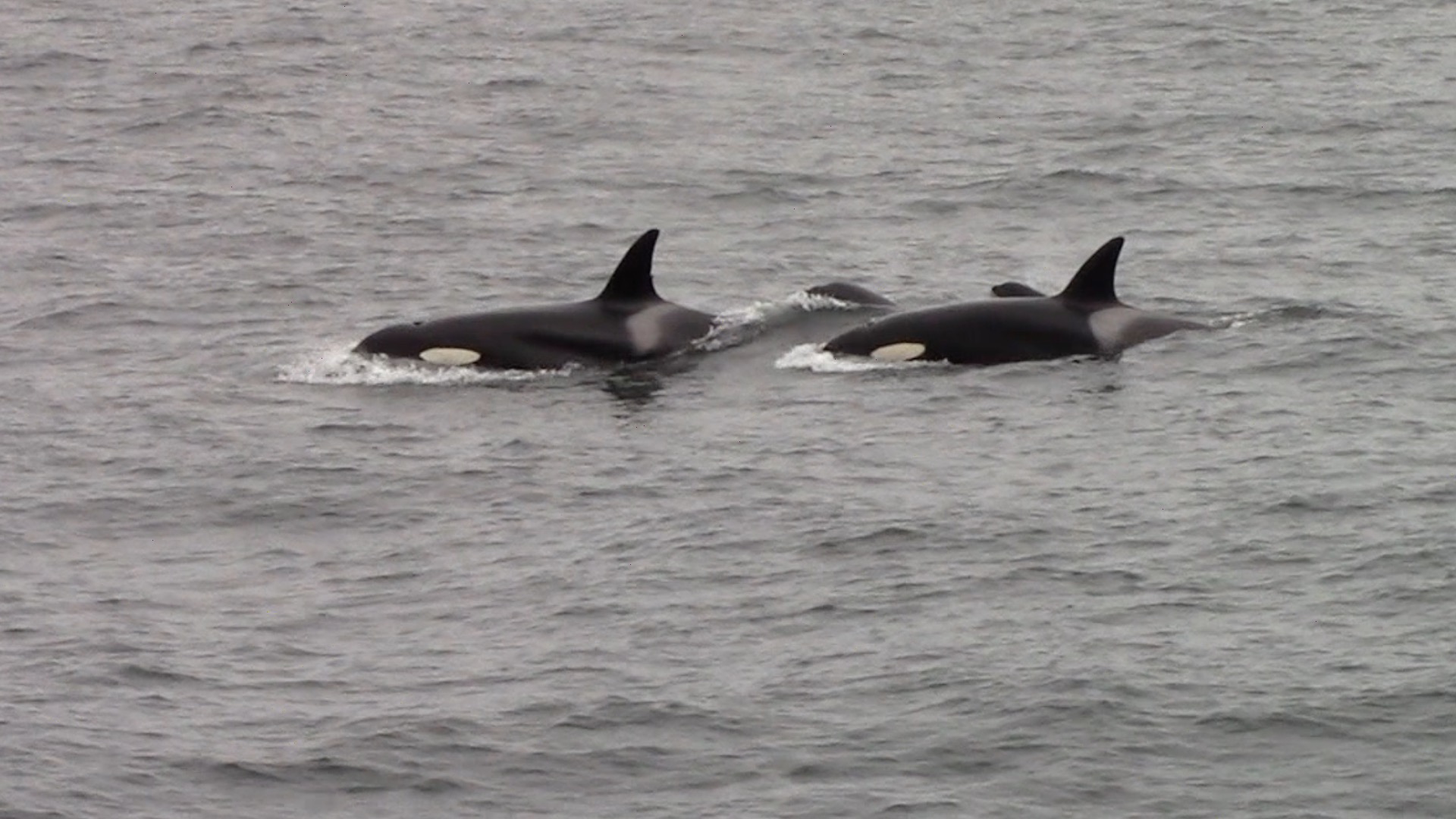 a dolphin swimming in a body of water