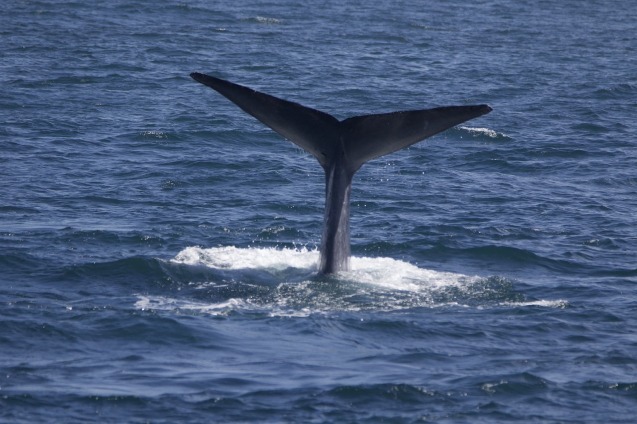 a whale jumping out of the water