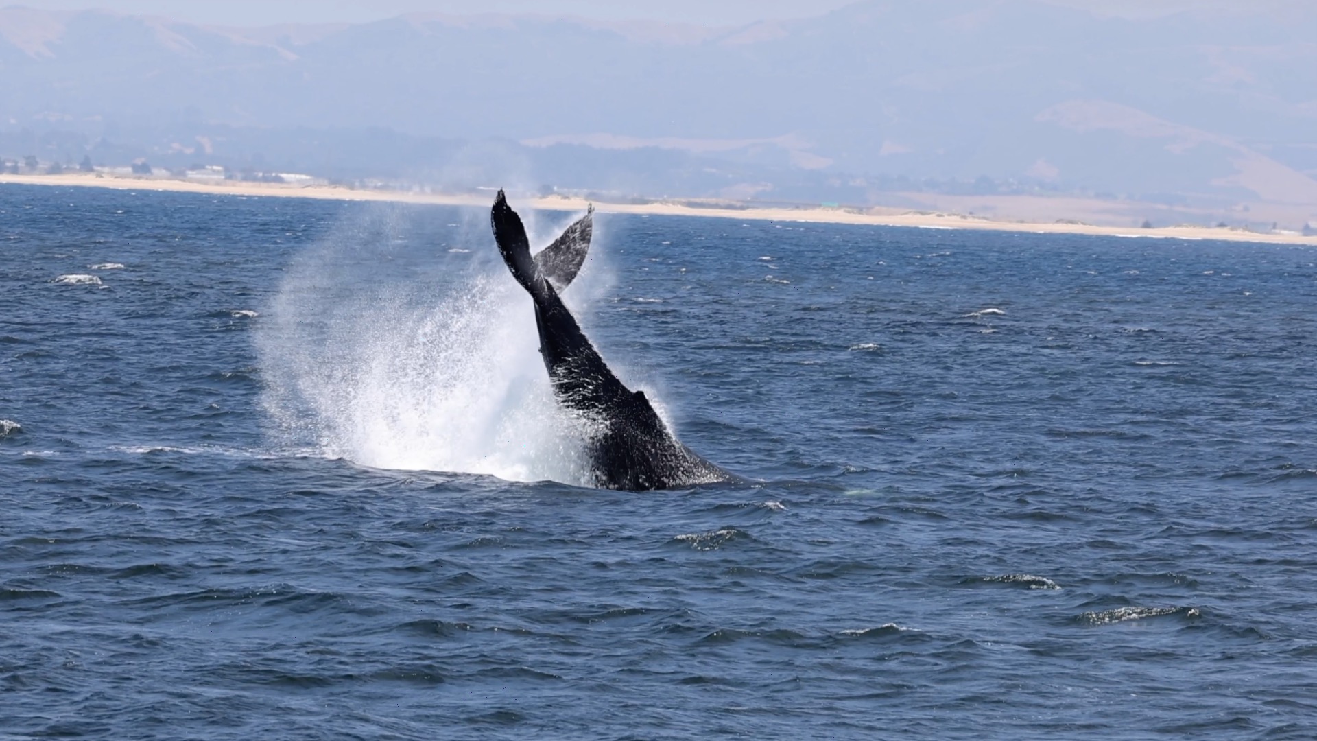 My Movie 172 a whale jumping out of a body of water
