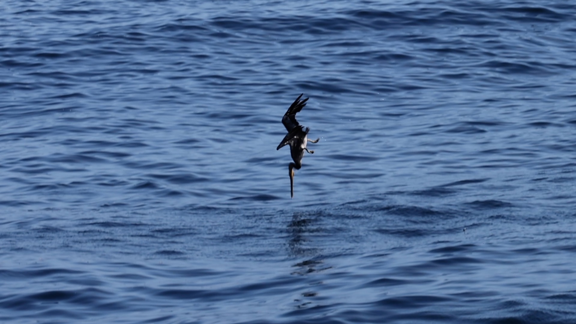 a bird swimming in water next to the ocean