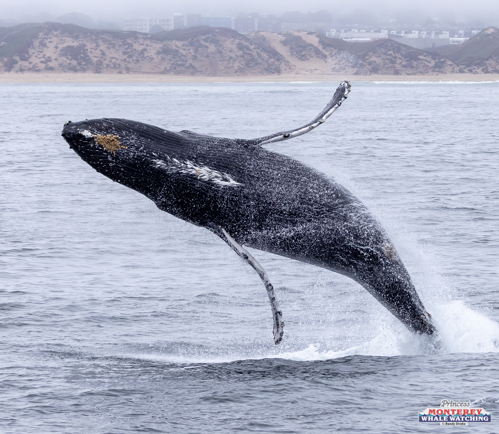 Humpback whale breaching out of the ocean near a sandy coastline with buildings in the distance.