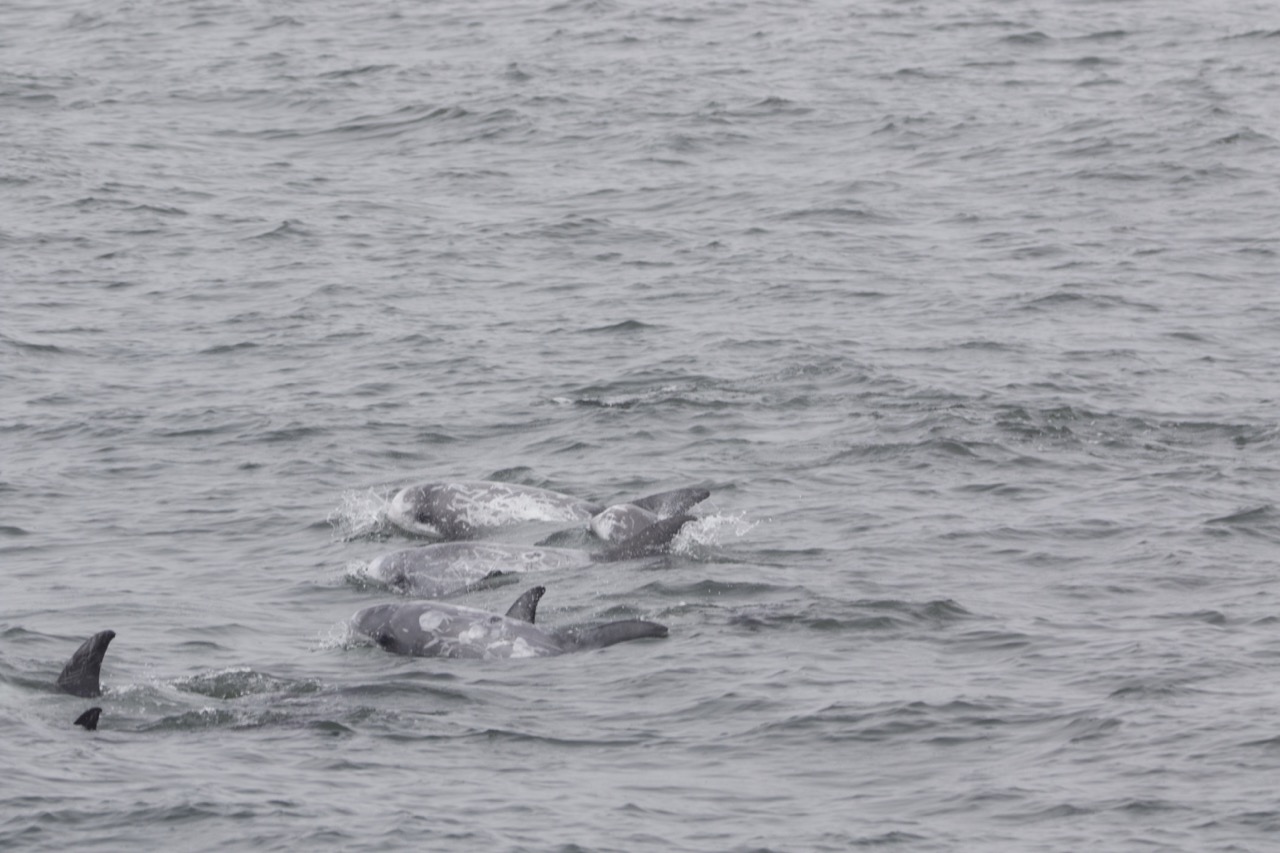 Group of dolphins swimming in the ocean, partially submerged.