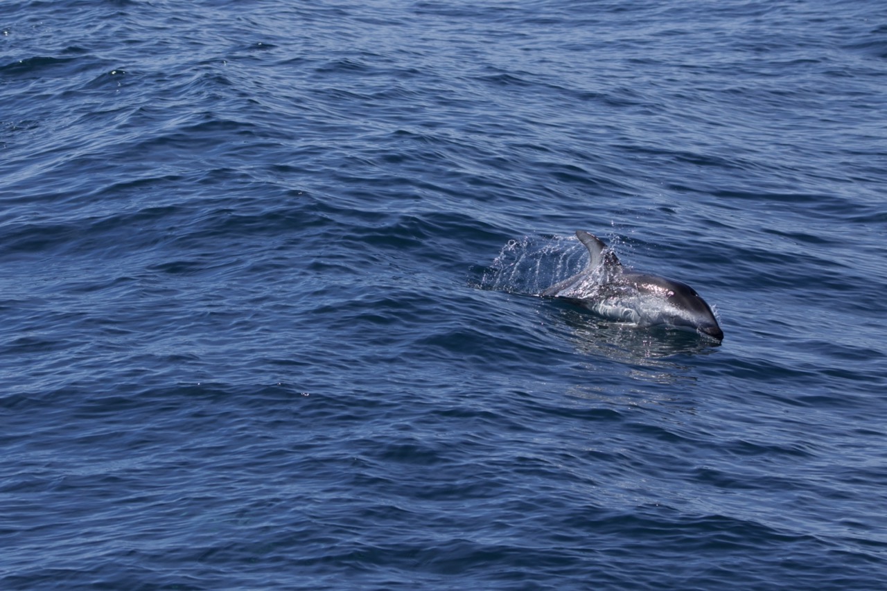 Dolphin surfacing in calm blue ocean waters.
