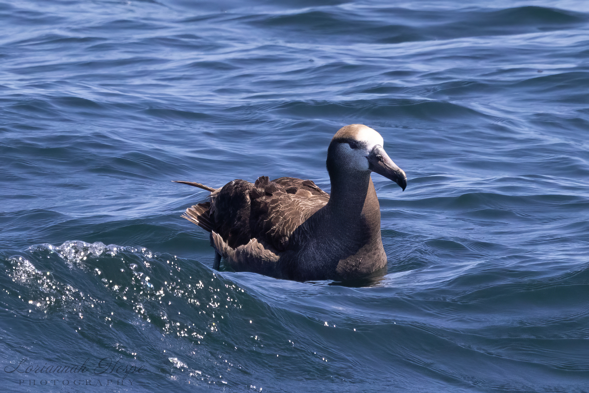 Bird with brown body and white head floating on blue sea waves.