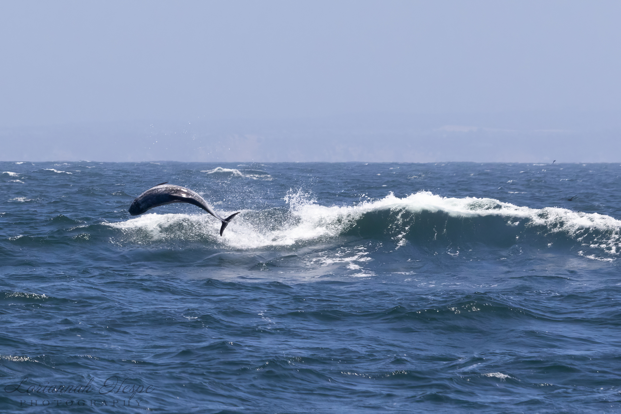 Flying Rissos dolphin by loriannah hespe 504A9874 Dolphin leaping over ocean waves under a clear sky.