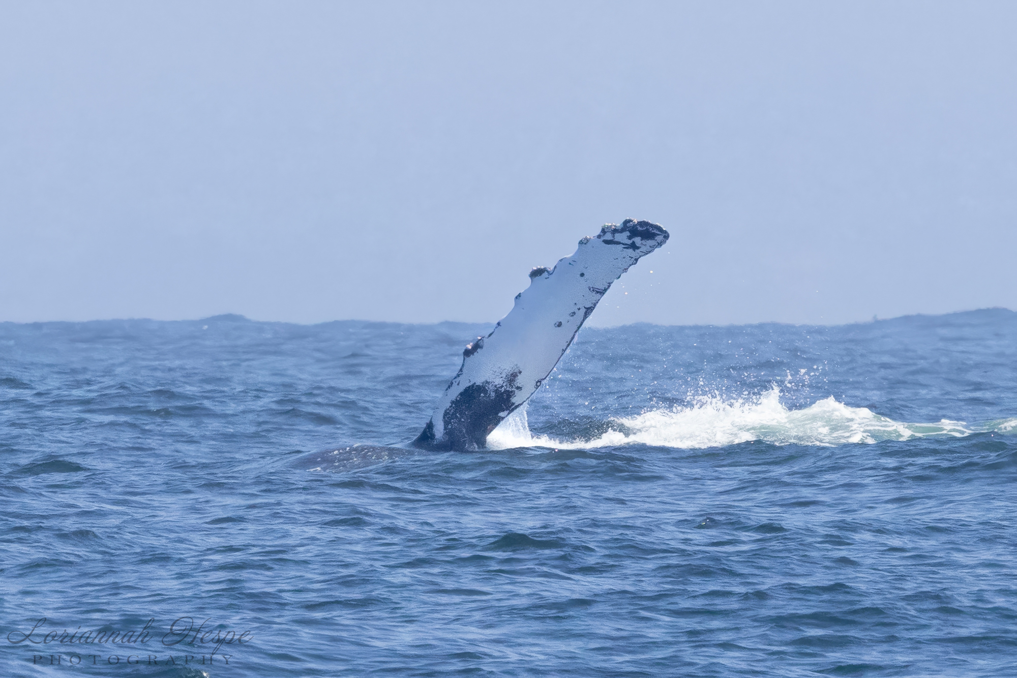 Whale fin rising from the ocean surface against a clear blue sky.